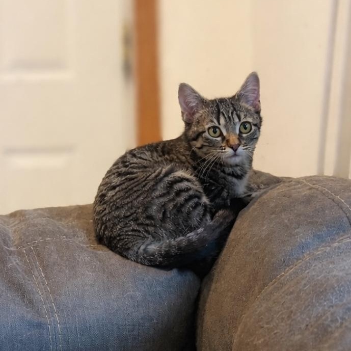 Enlarge Carrie , a Adoptable Domestic Short Hair in Chicago, IL image 3/4