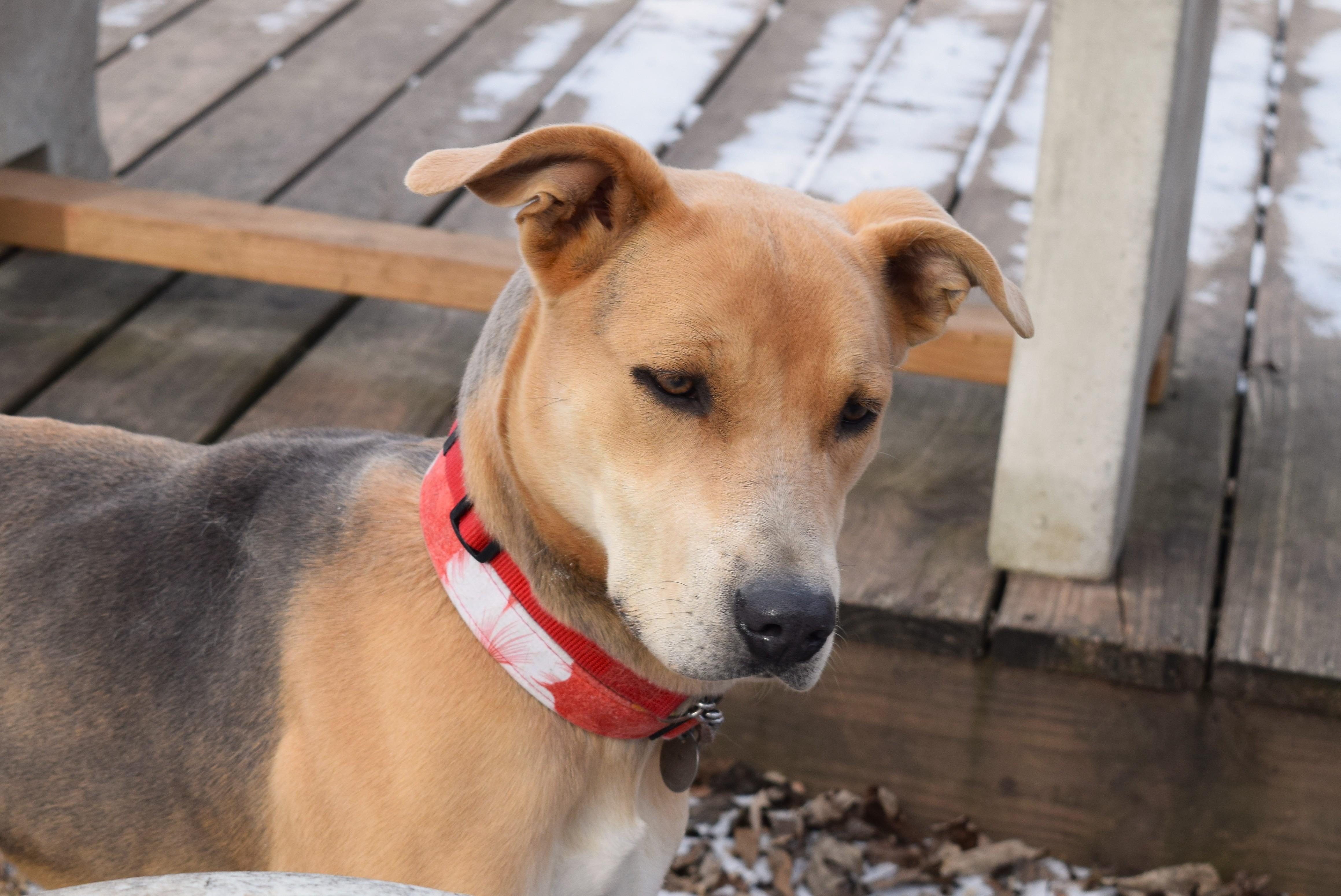 Enlarge Annabelle, an adoptable mixed breed in Parkville, MO image 3/6