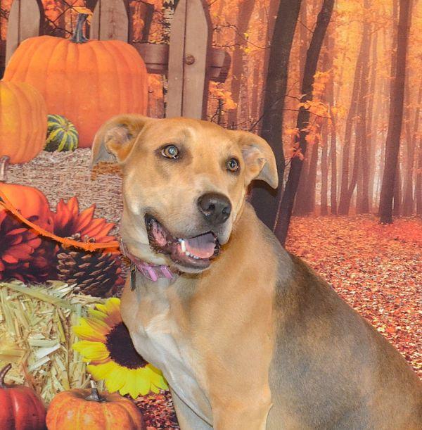 Annabelle, adoptable, Young Female Hound.