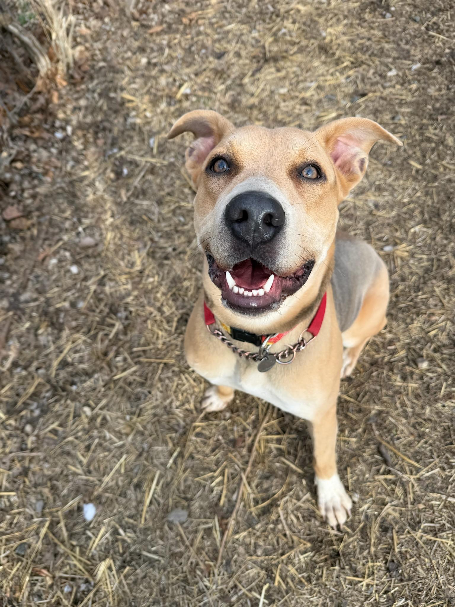 Enlarge Annabelle, an adoptable mixed breed in Parkville, MO image 2/6