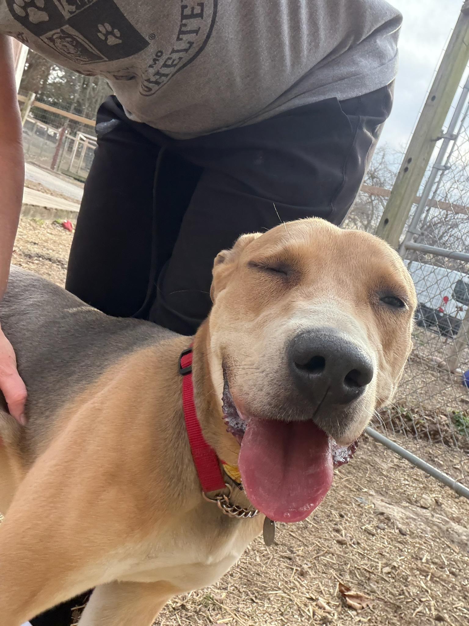 Enlarge Annabelle, an adoptable mixed breed in Parkville, MO image 6/6