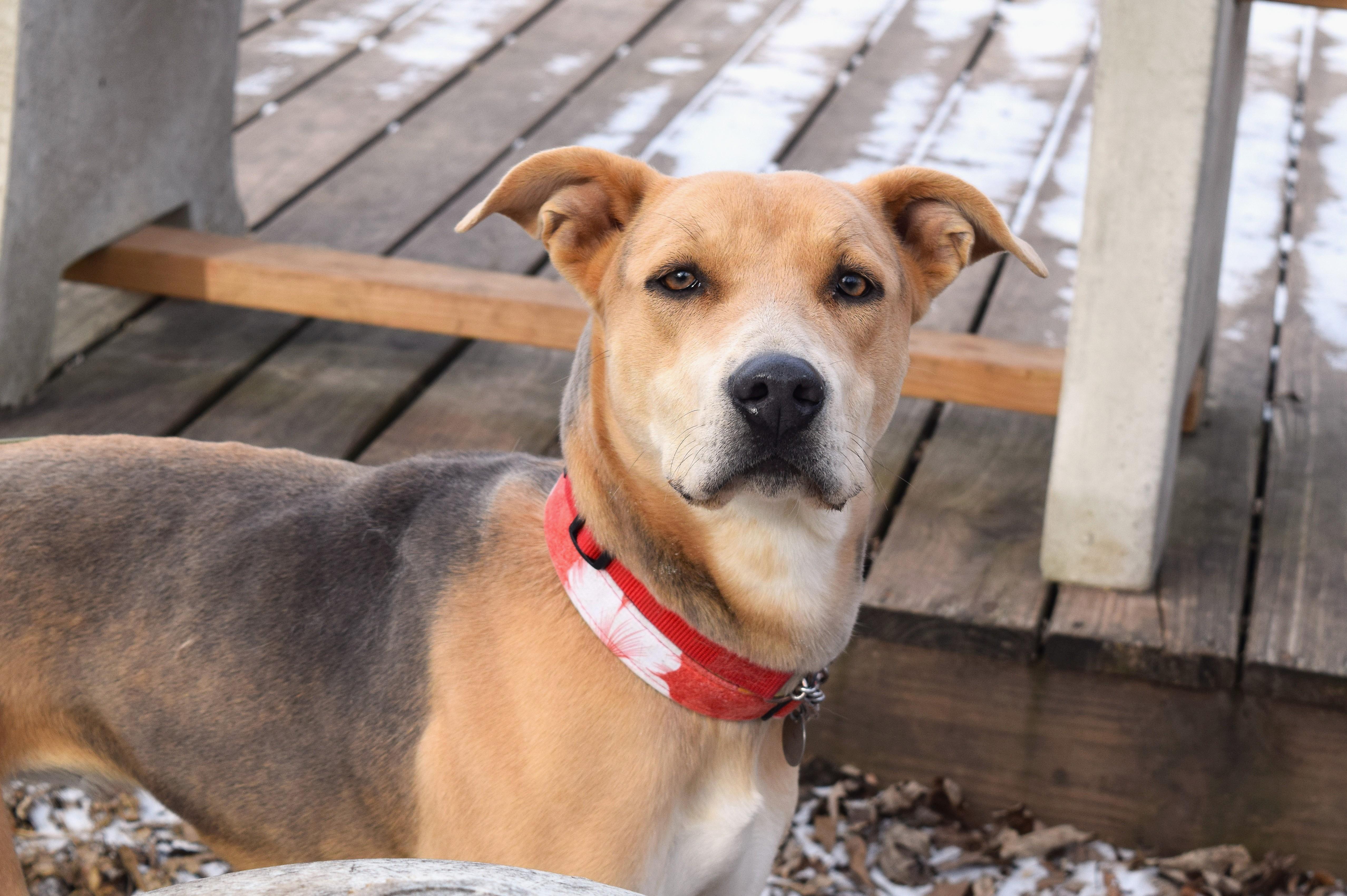 Enlarge Annabelle, an adoptable mixed breed in Parkville, MO image 1/6