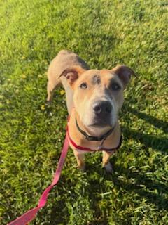 Enlarge Annabelle, an adoptable mixed breed in Parkville, MO image 4/6