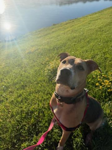 Enlarge Annabelle, an adoptable mixed breed in Parkville, MO image 1/6