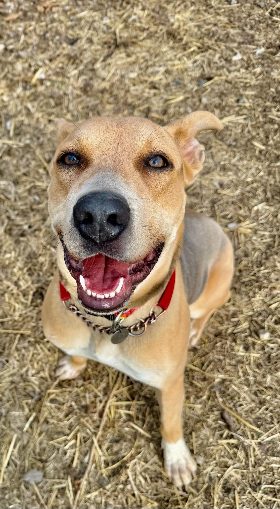 Enlarge Annabelle, an adoptable mixed breed in Parkville, MO image 5/6