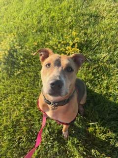 Enlarge Annabelle, an adoptable mixed breed in Parkville, MO image 6/6