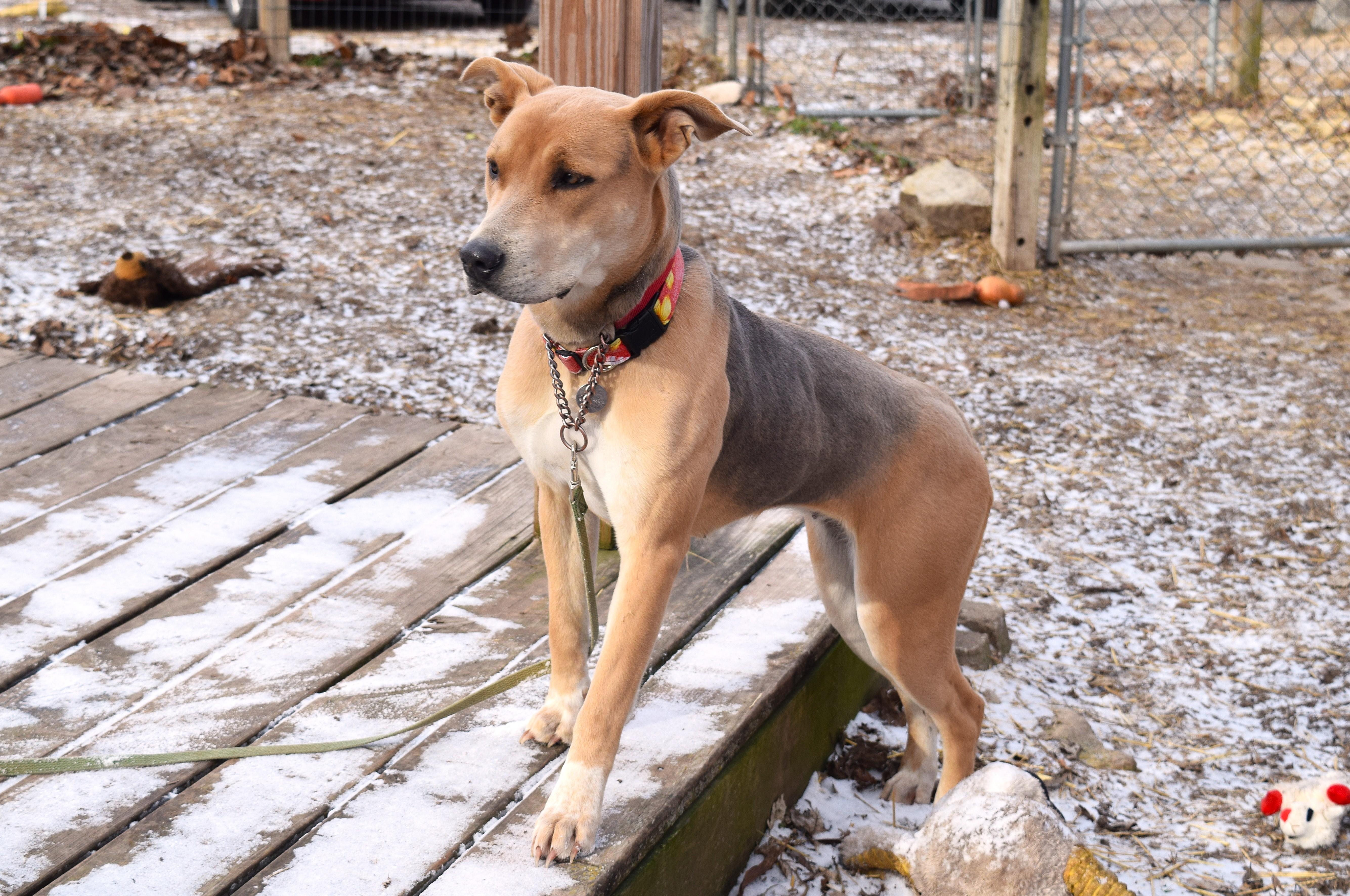 Enlarge Annabelle, an adoptable mixed breed in Parkville, MO image 4/6