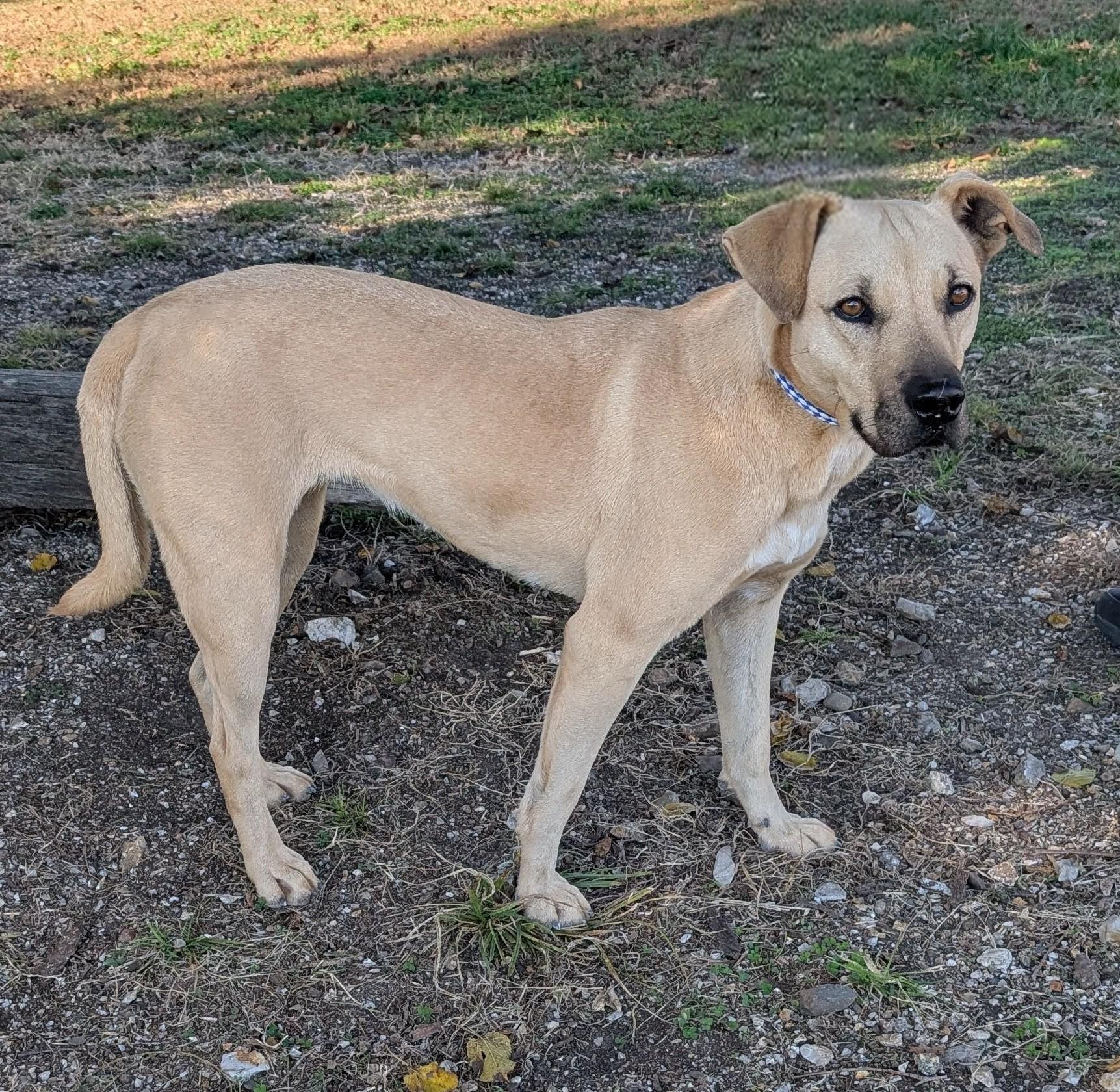 Matilda, Adoptable, Young Female Black Mouth Cur.