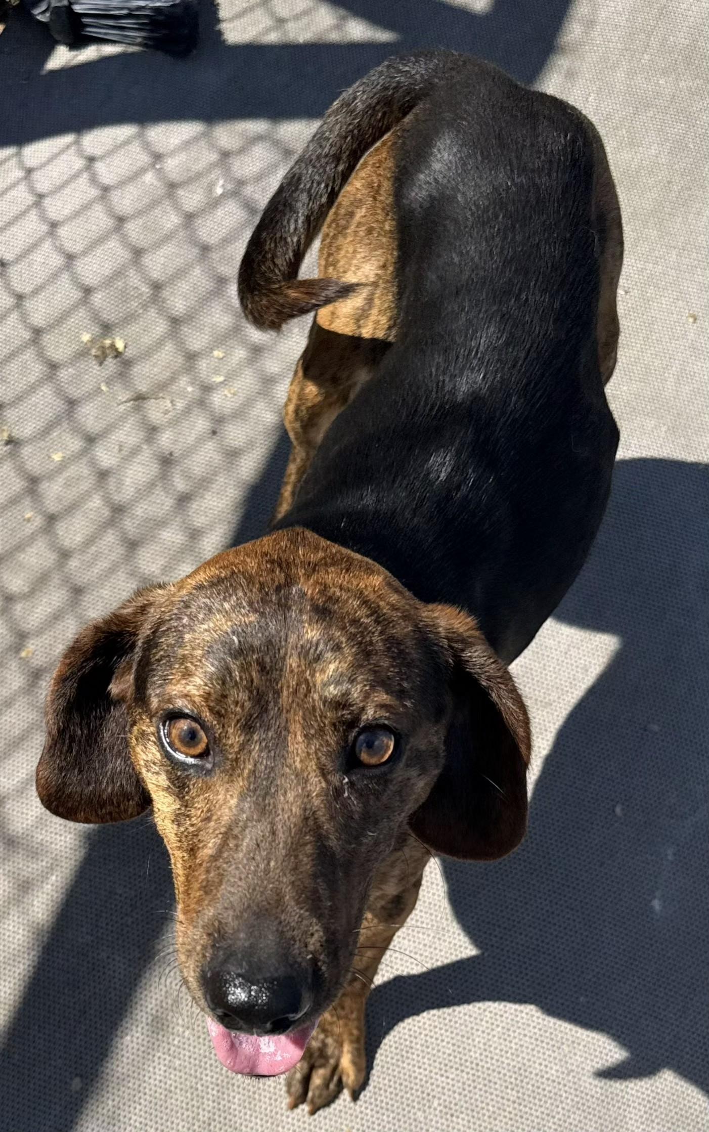 Enlarge Archie (Scott - Fostered in TN), a ADOPTABLE mixed breed in Brooklyn, CT image 2/2