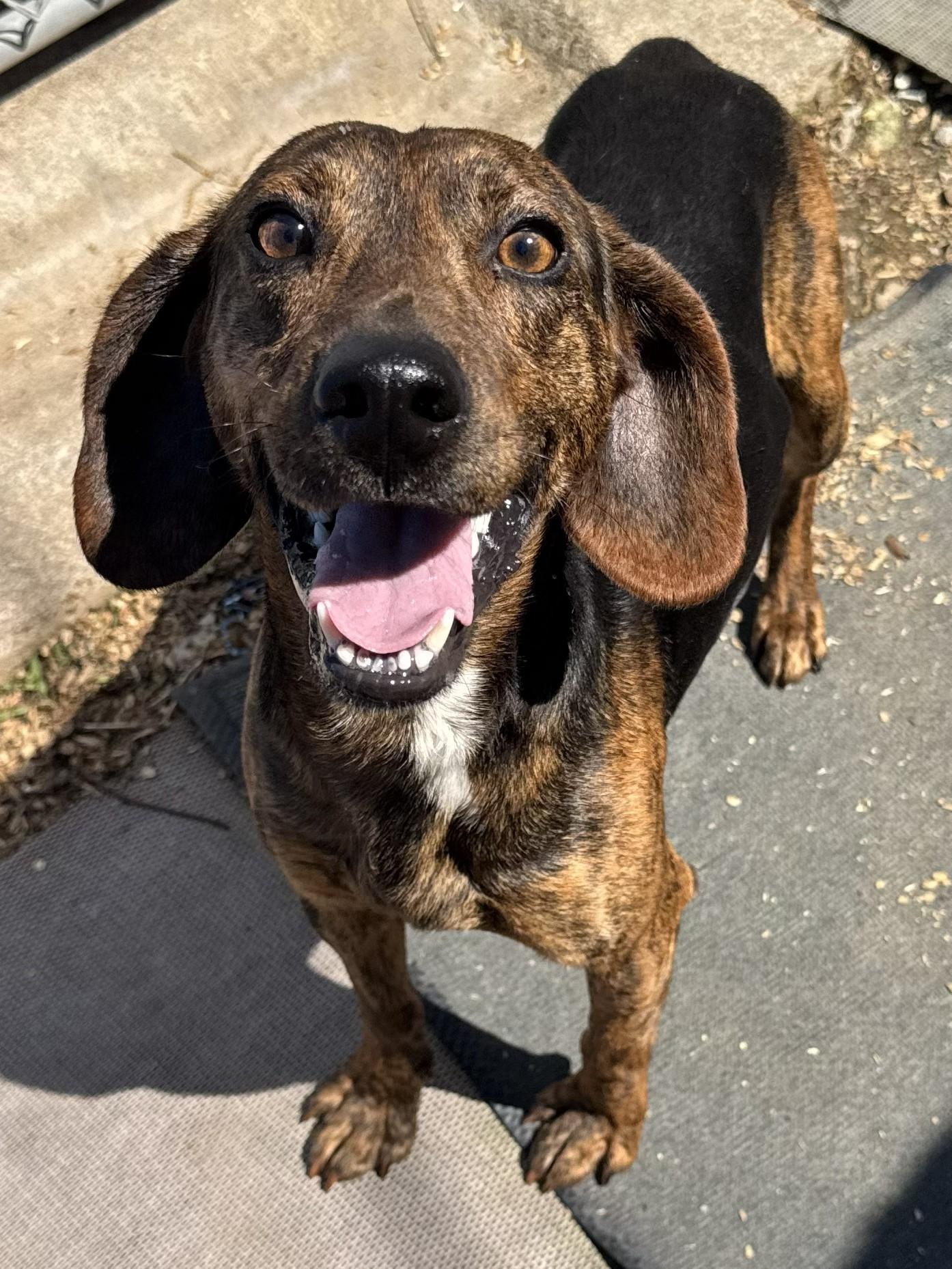Archie (Scott - Fostered in TN), ADOPTABLE, Adult Male Hound & Dachshund.