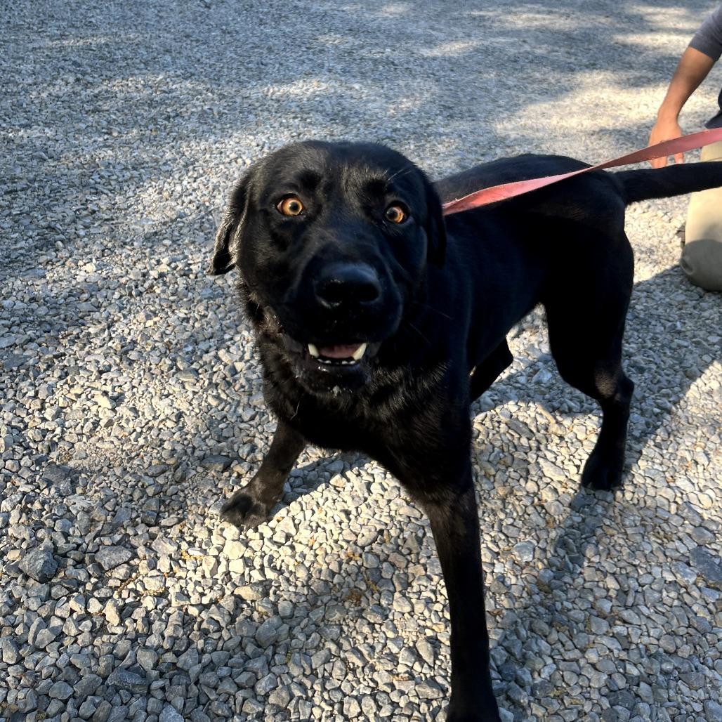 Casey, Adoptable, Adult Male Labrador Retriever.