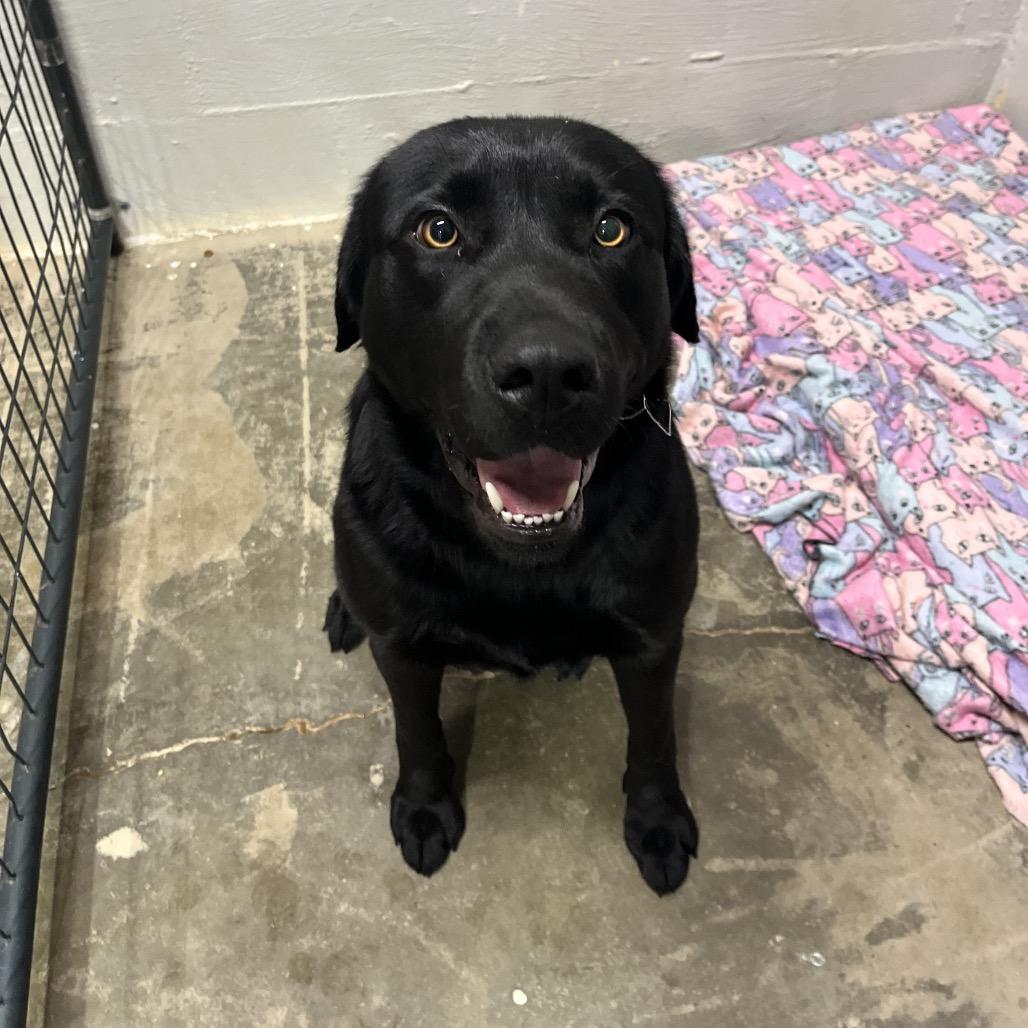 Enlarge Casey, a Adoptable mixed breed in Clanton, AL image 2/2