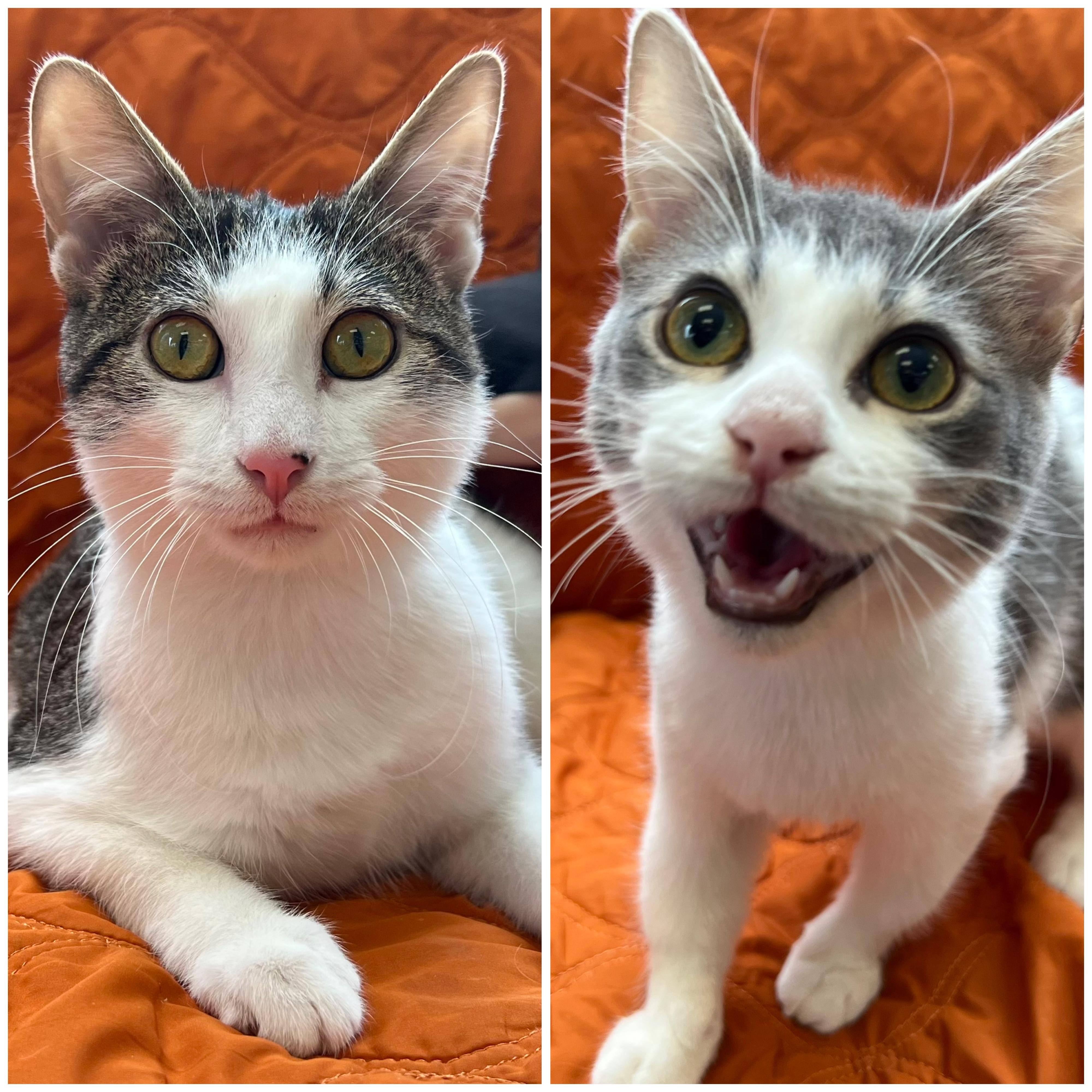 Prince & Goten (bonded pair), adopted, Kitten Male Domestic Short Hair.