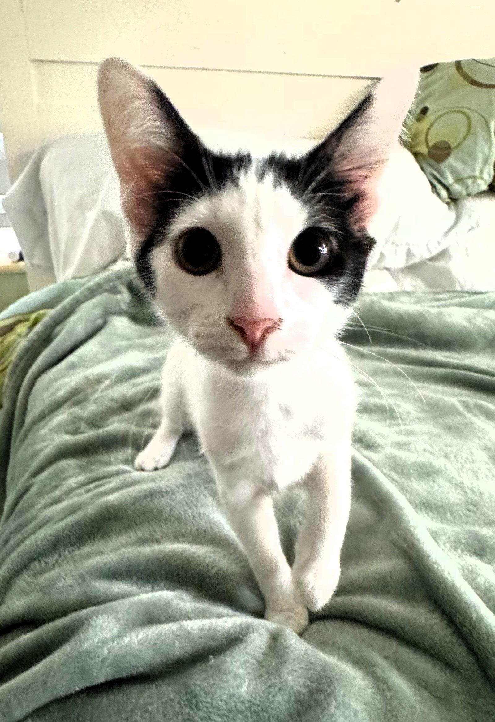 Toffee, Adoptable, Kitten Female Domestic Short Hair.