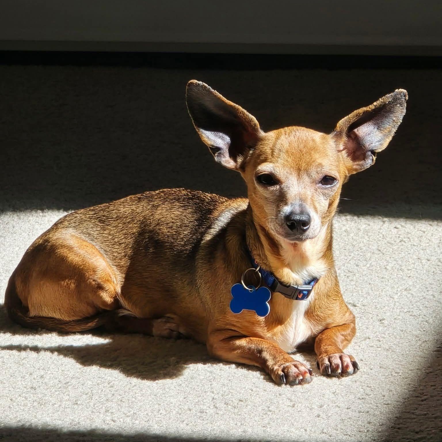 Sabine, Adoptable, Adult Female Chiweenie.
