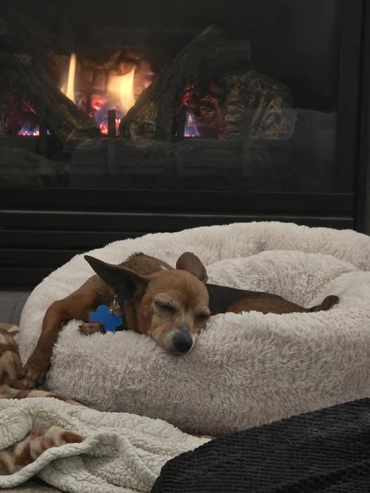 Enlarge Sabine, a Adoptable Chiweenie in Covington, WA image 6/6