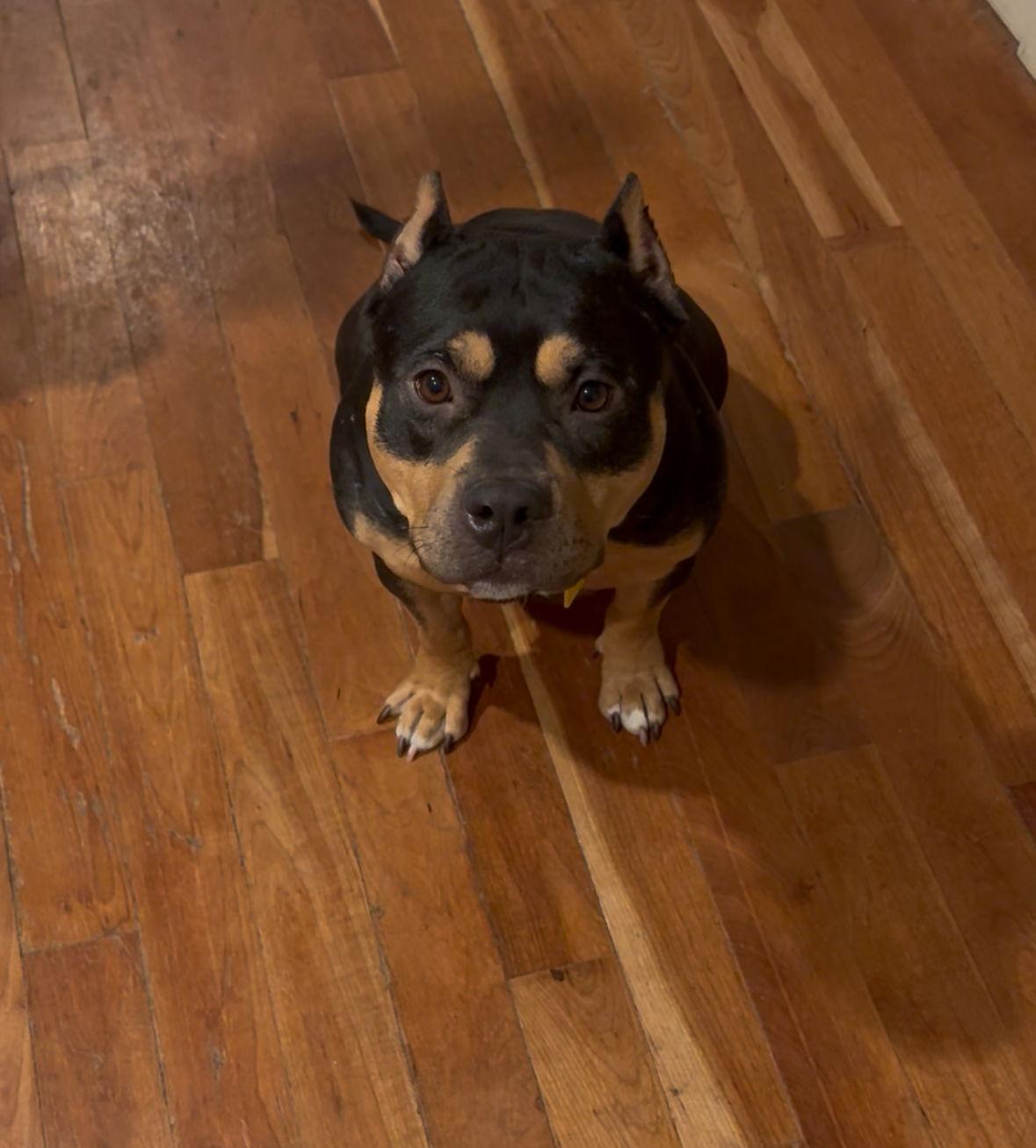 Enlarge Maggie Moo, a Adoptable mixed breed in Cuyahoga Falls, OH image 1/3