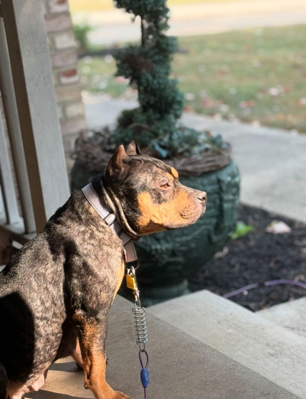 Enlarge Maggie Moo, a Adoptable mixed breed in Cuyahoga Falls, OH image 2/3