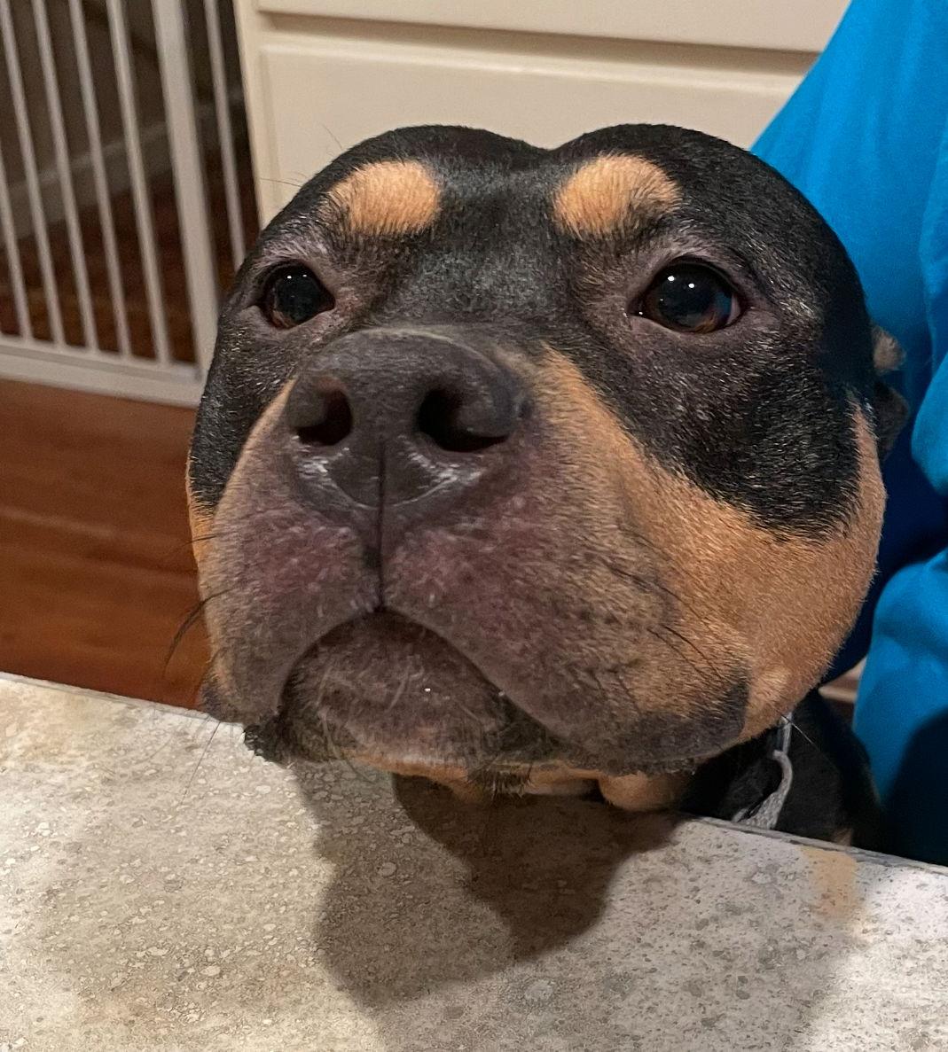 Enlarge Maggie Moo, a Adoptable mixed breed in Cuyahoga Falls, OH image 3/3