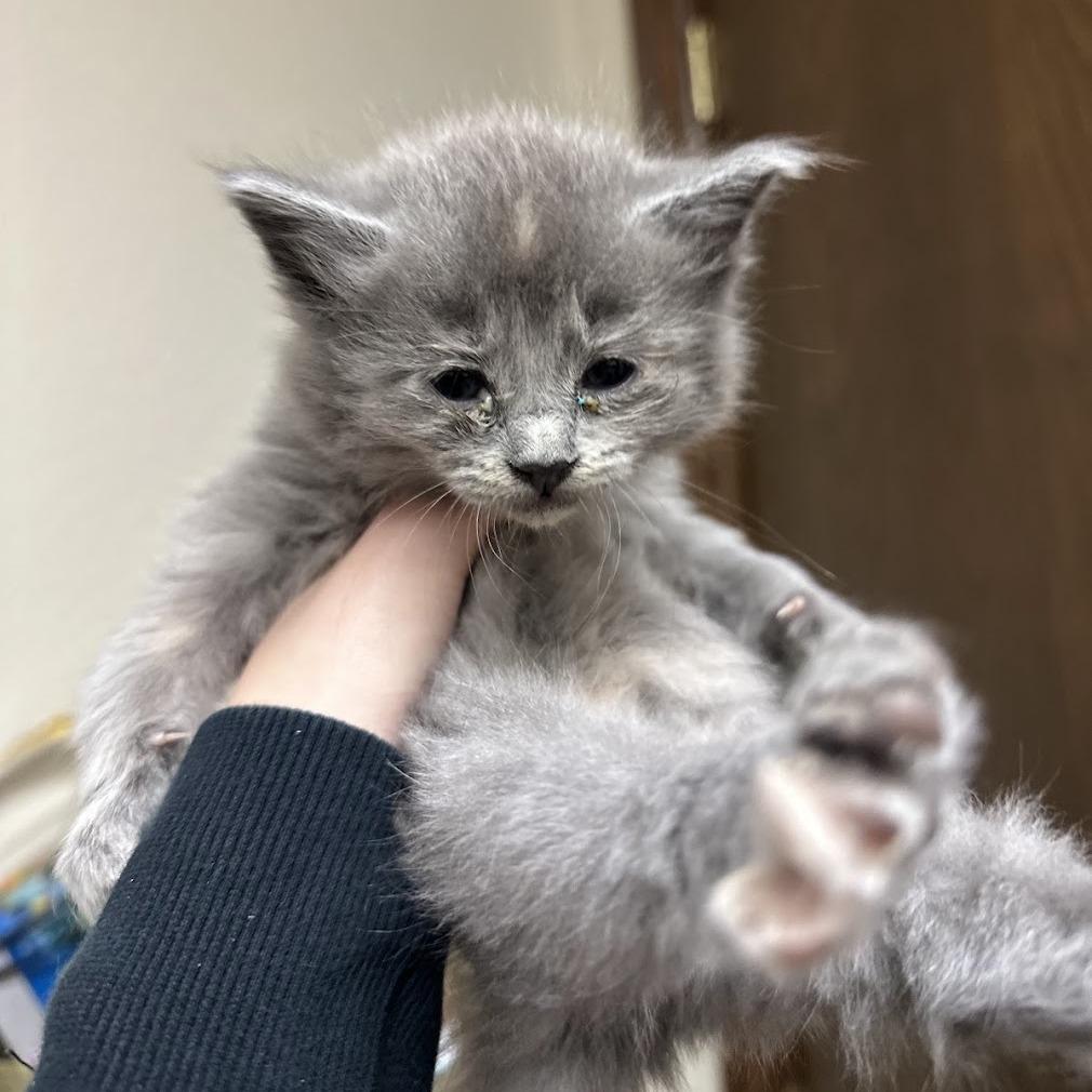 Enlarge Stormy F-21682, a Adoptable Domestic Long Hair in Oklahoma City, OK image 2/4