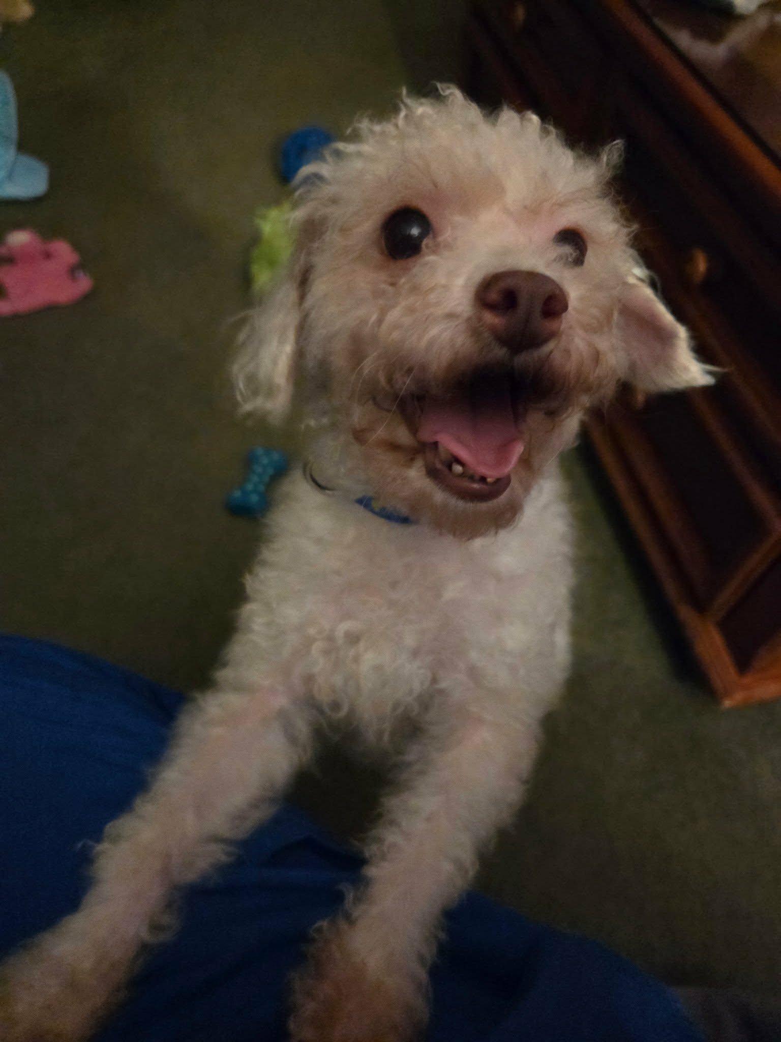 Cotton, ADOPTABLE, Adult Male Miniature Poodle.