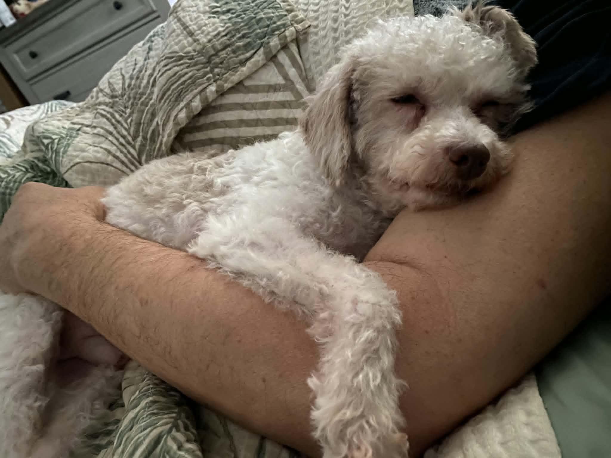 Enlarge Cotton, a ADOPTABLE Miniature Poodle in Pompton Lakes, NJ image 6/6