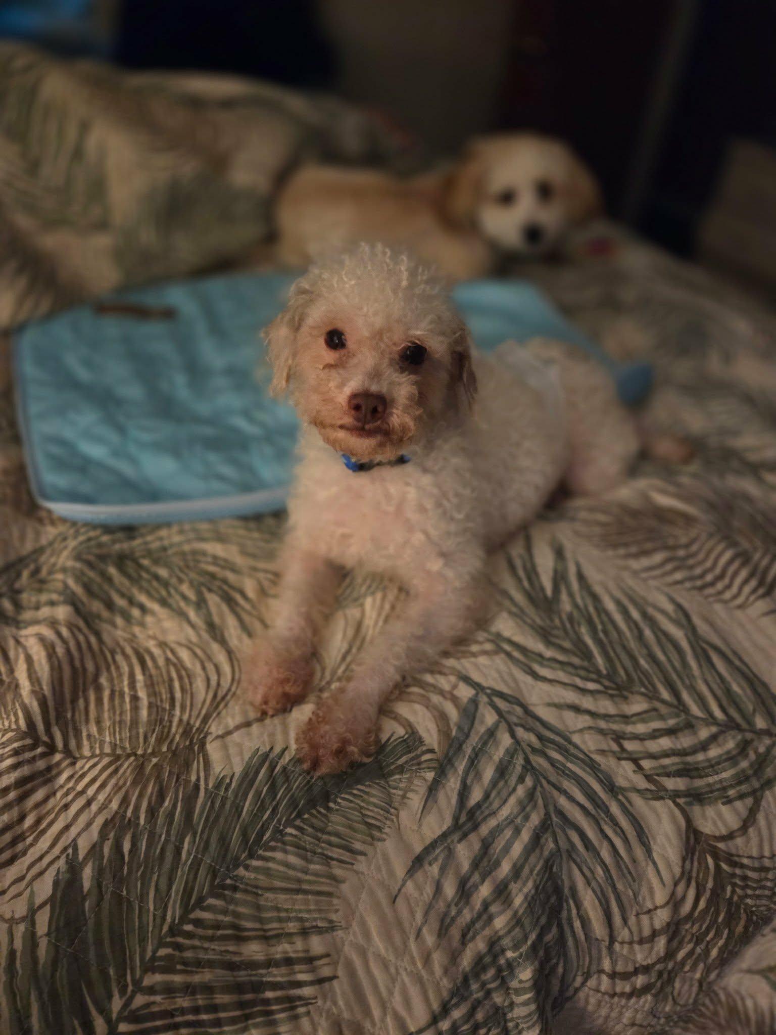 Enlarge Cotton, a ADOPTABLE Miniature Poodle in Pompton Lakes, NJ image 4/6