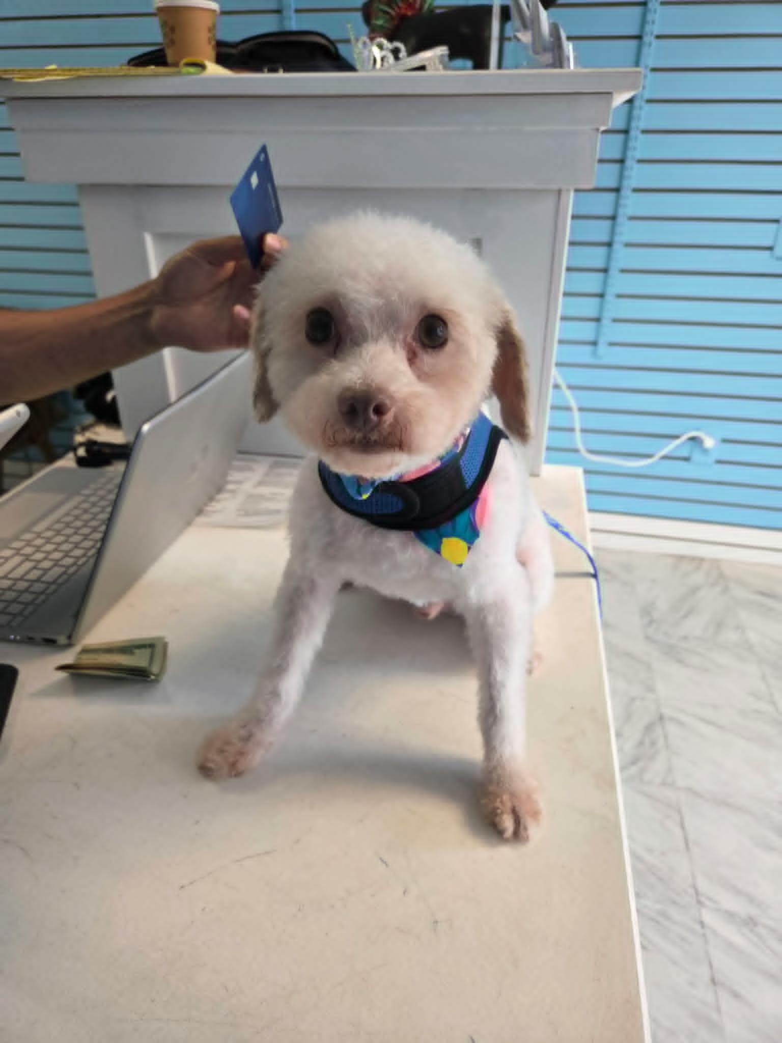 Enlarge Cotton, a ADOPTABLE Miniature Poodle in Pompton Lakes, NJ image 5/6