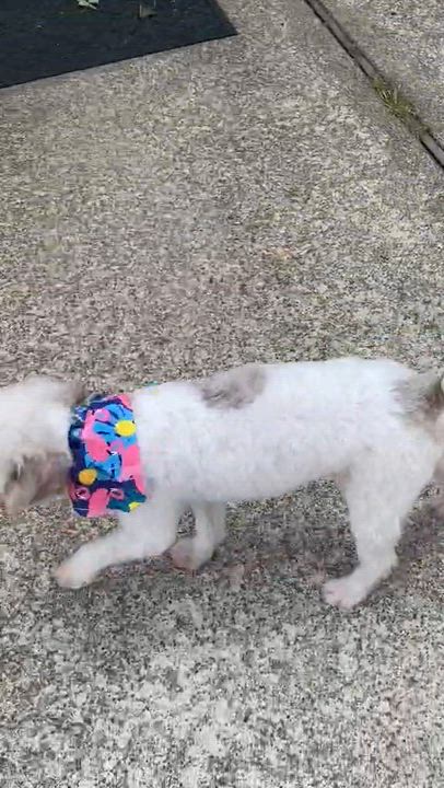 Enlarge Cotton, a ADOPTABLE Miniature Poodle in Pompton Lakes, NJ video 2/6