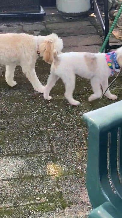 Enlarge Cotton, a ADOPTABLE Miniature Poodle in Pompton Lakes, NJ video 3/6