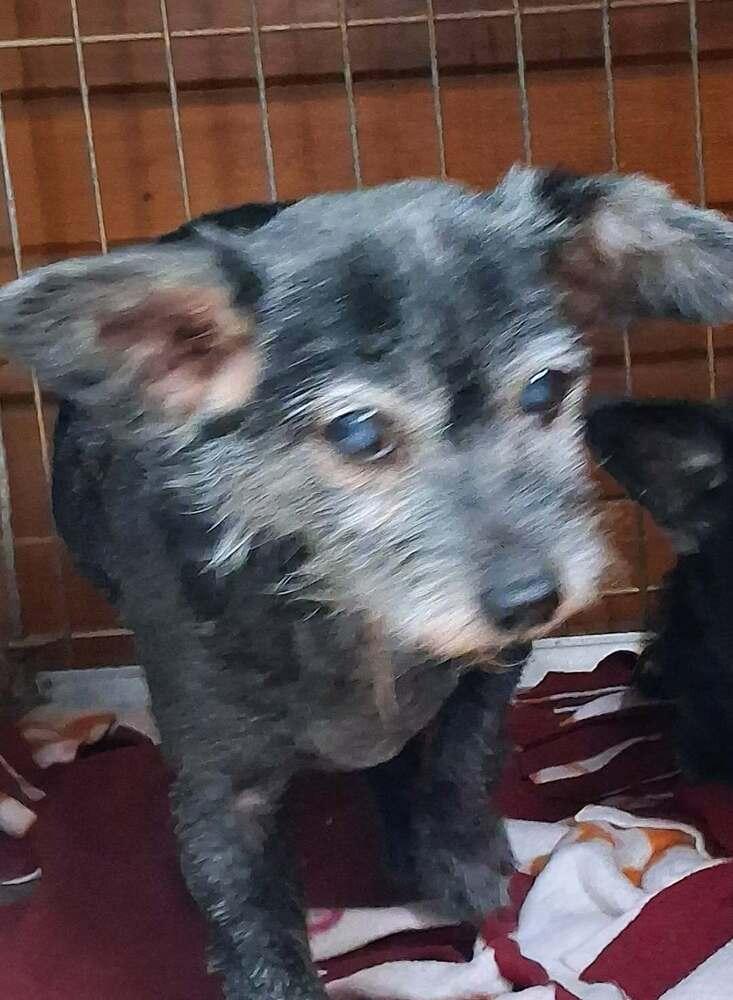 Toto, Adoptable, Senior Female Chihuahua.