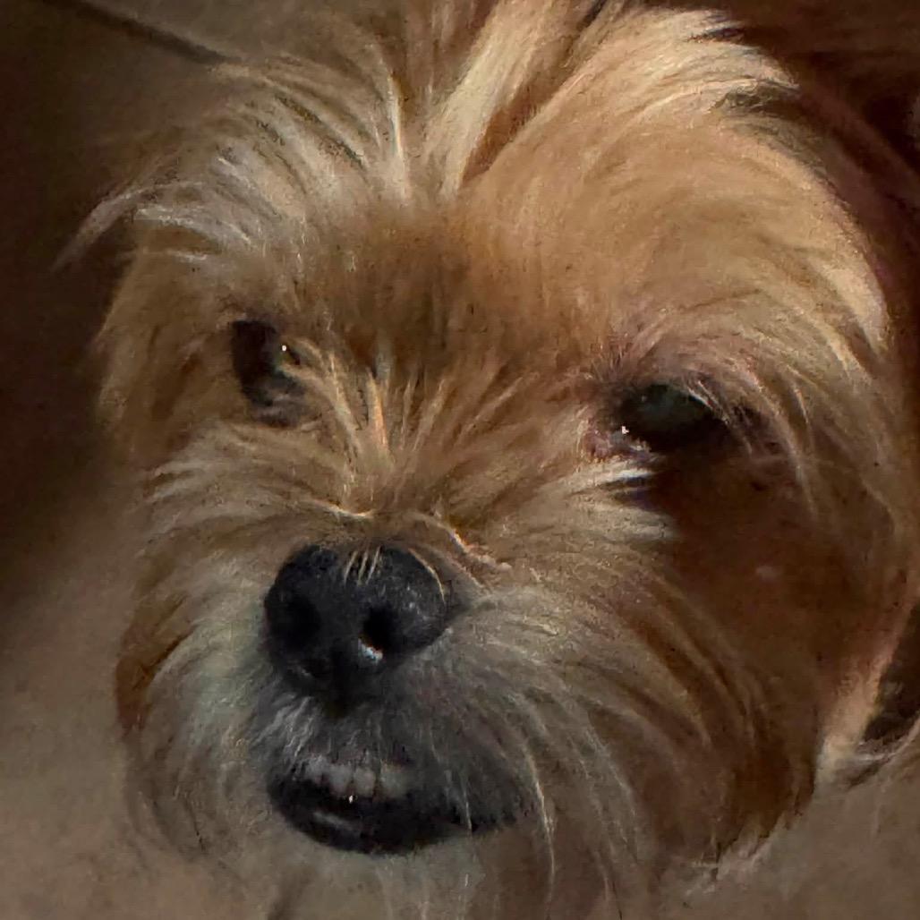 Bung, Adoptable, Senior Male Shih Tzu.