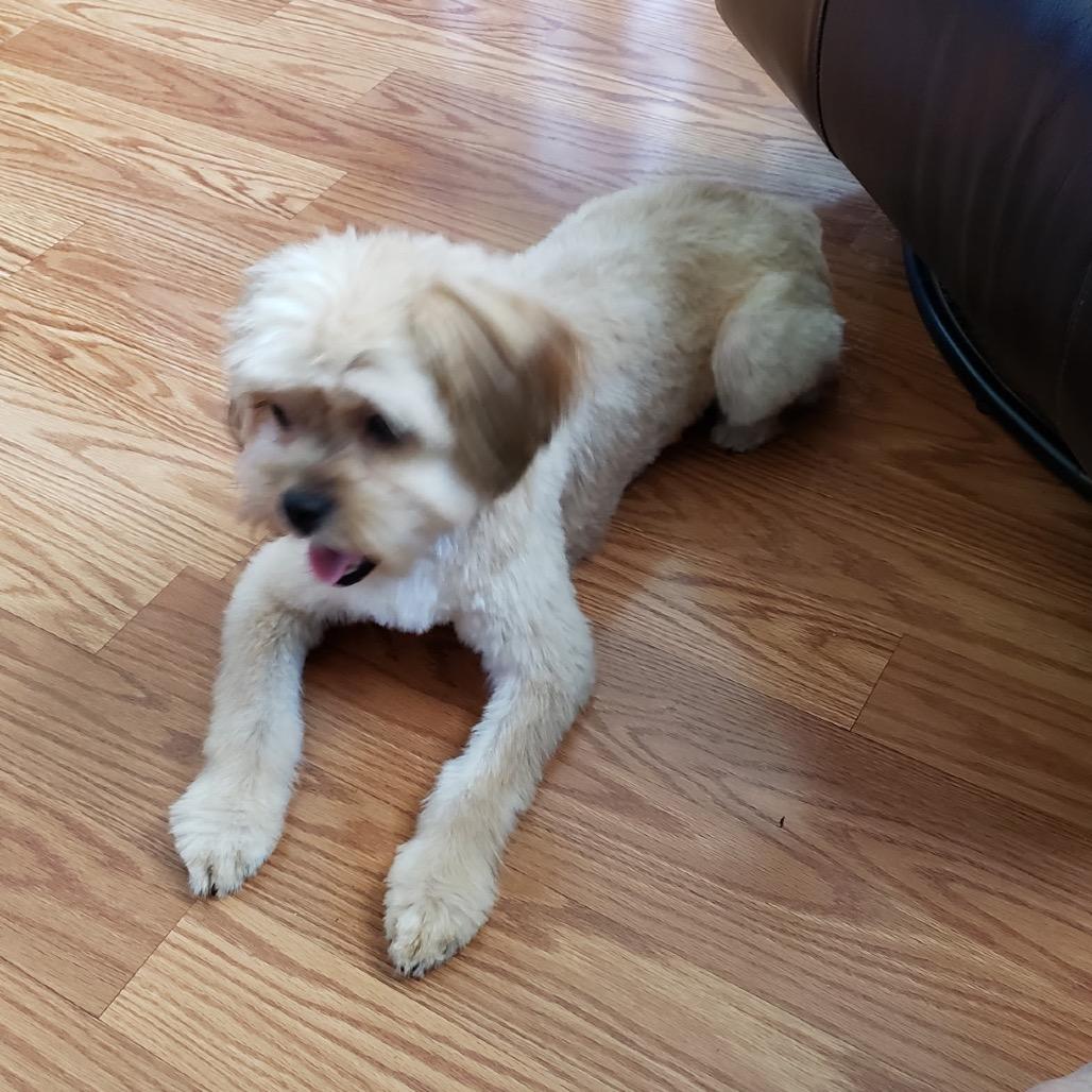 Enlarge Bung, a Adoptable Shih Tzu in Allen, TX image 2/6