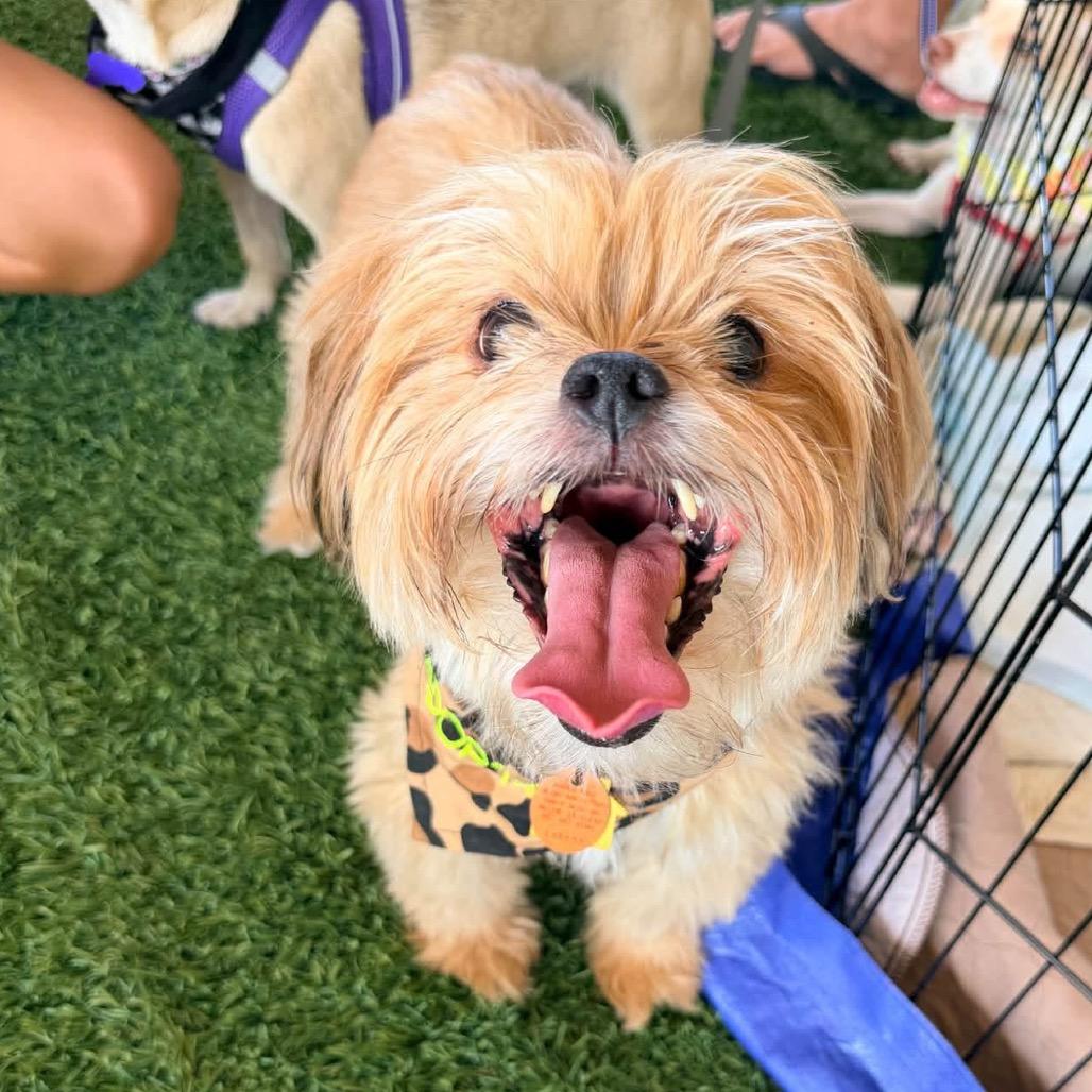Enlarge Bung, a Adoptable Shih Tzu in Allen, TX image 3/6