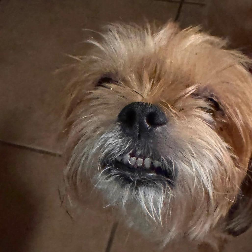 Enlarge Bung, a Adoptable Shih Tzu in Allen, TX image 4/6