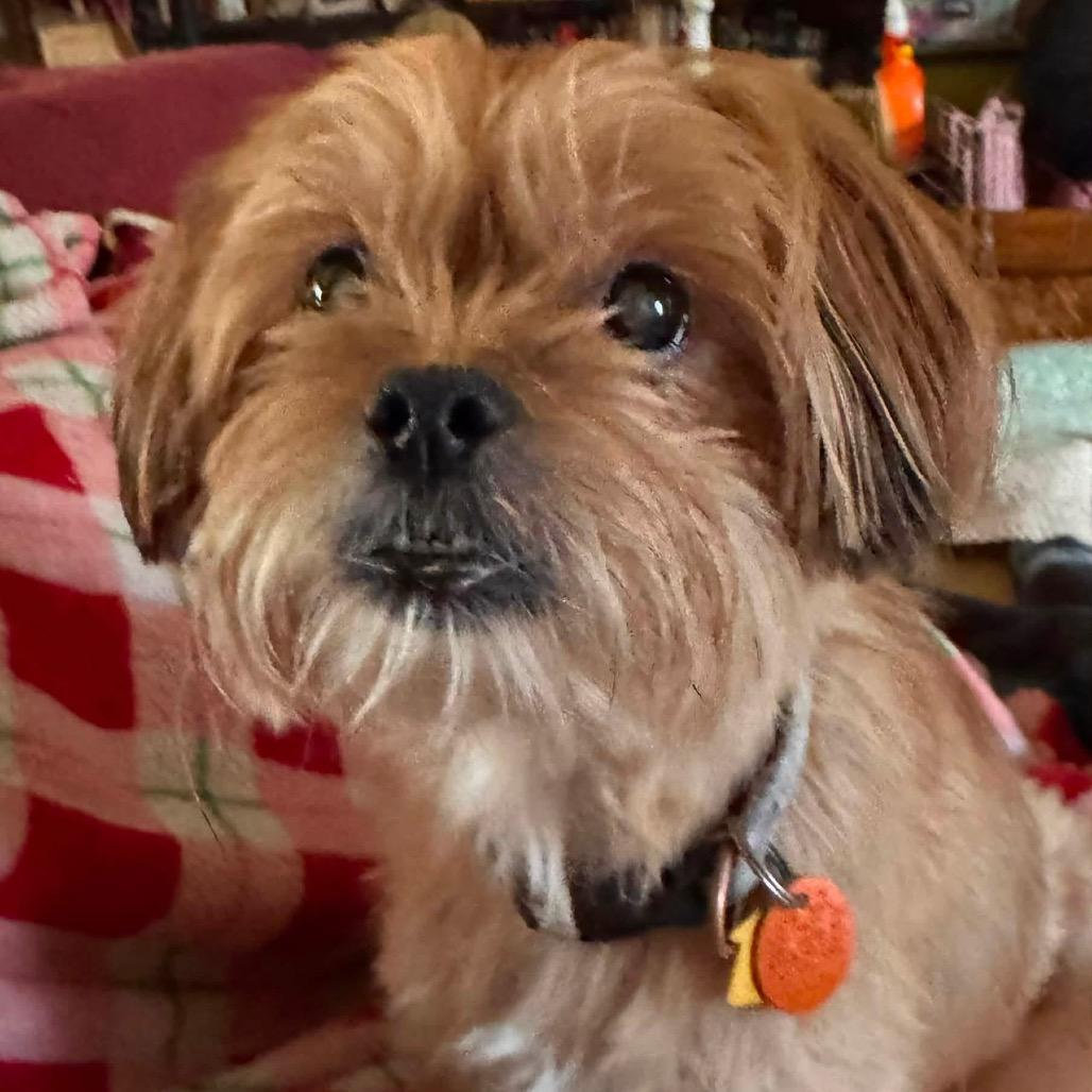 Enlarge Bung, a Adoptable Shih Tzu in Allen, TX image 5/6