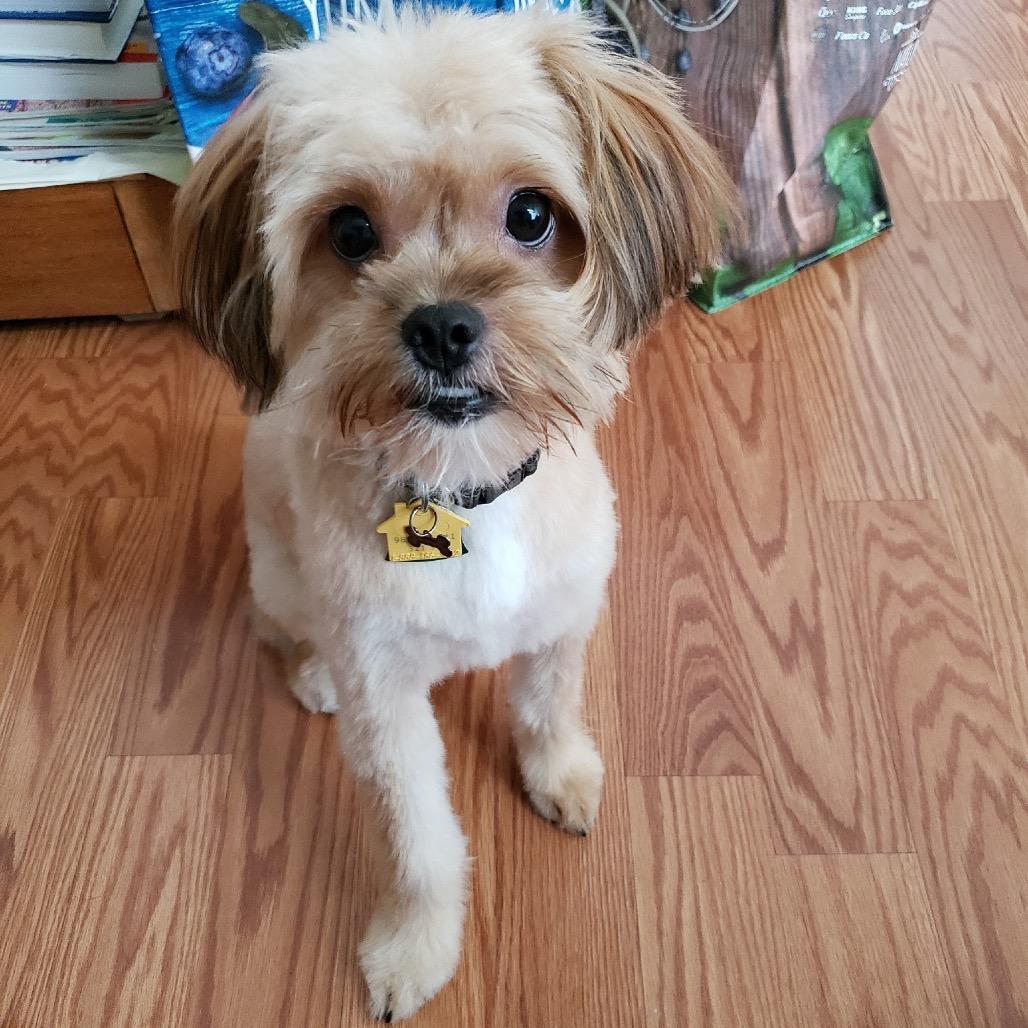 Enlarge Bung, a Adoptable Shih Tzu in Allen, TX image 6/6