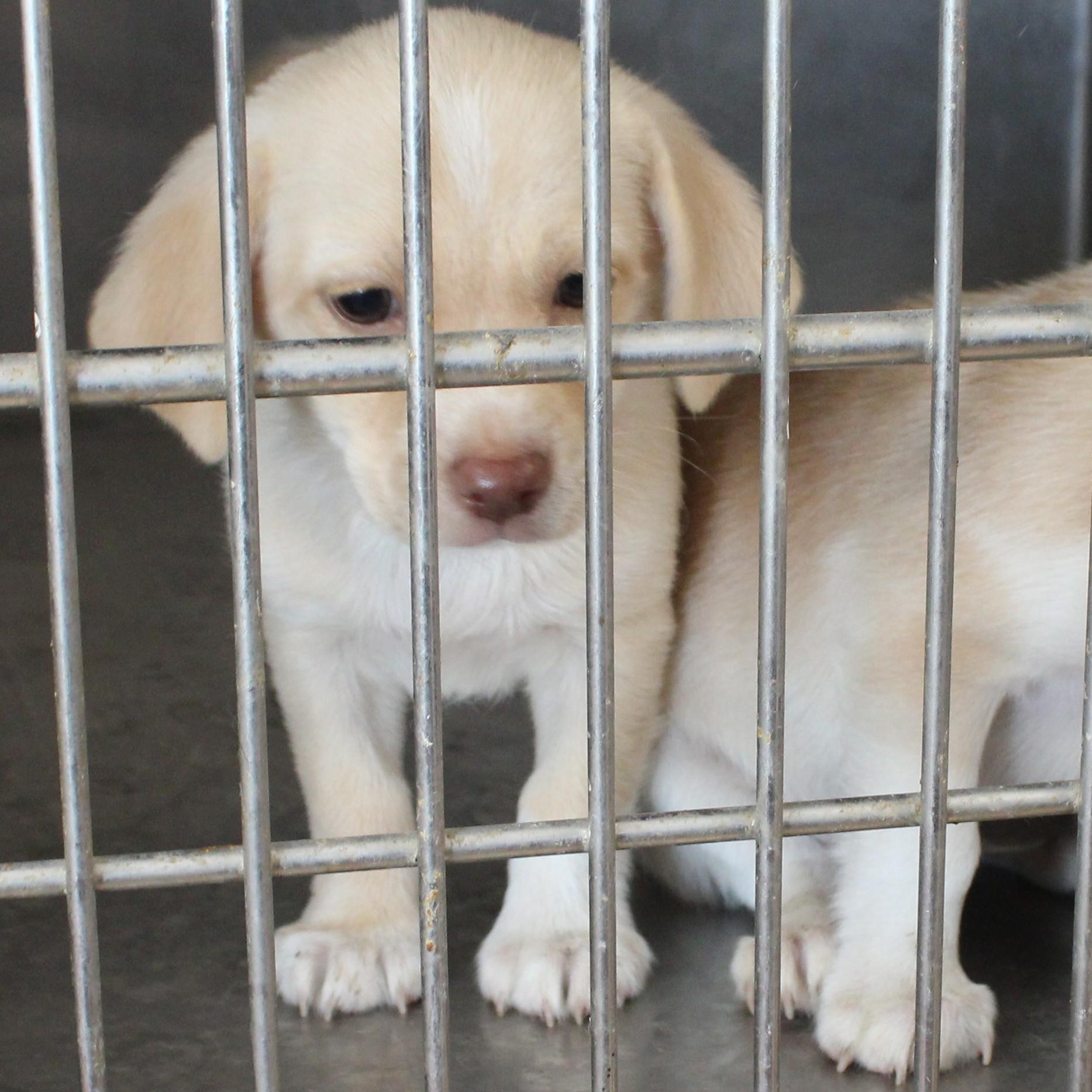 PEACHES, Adopted, Puppy Female Chihuahua.