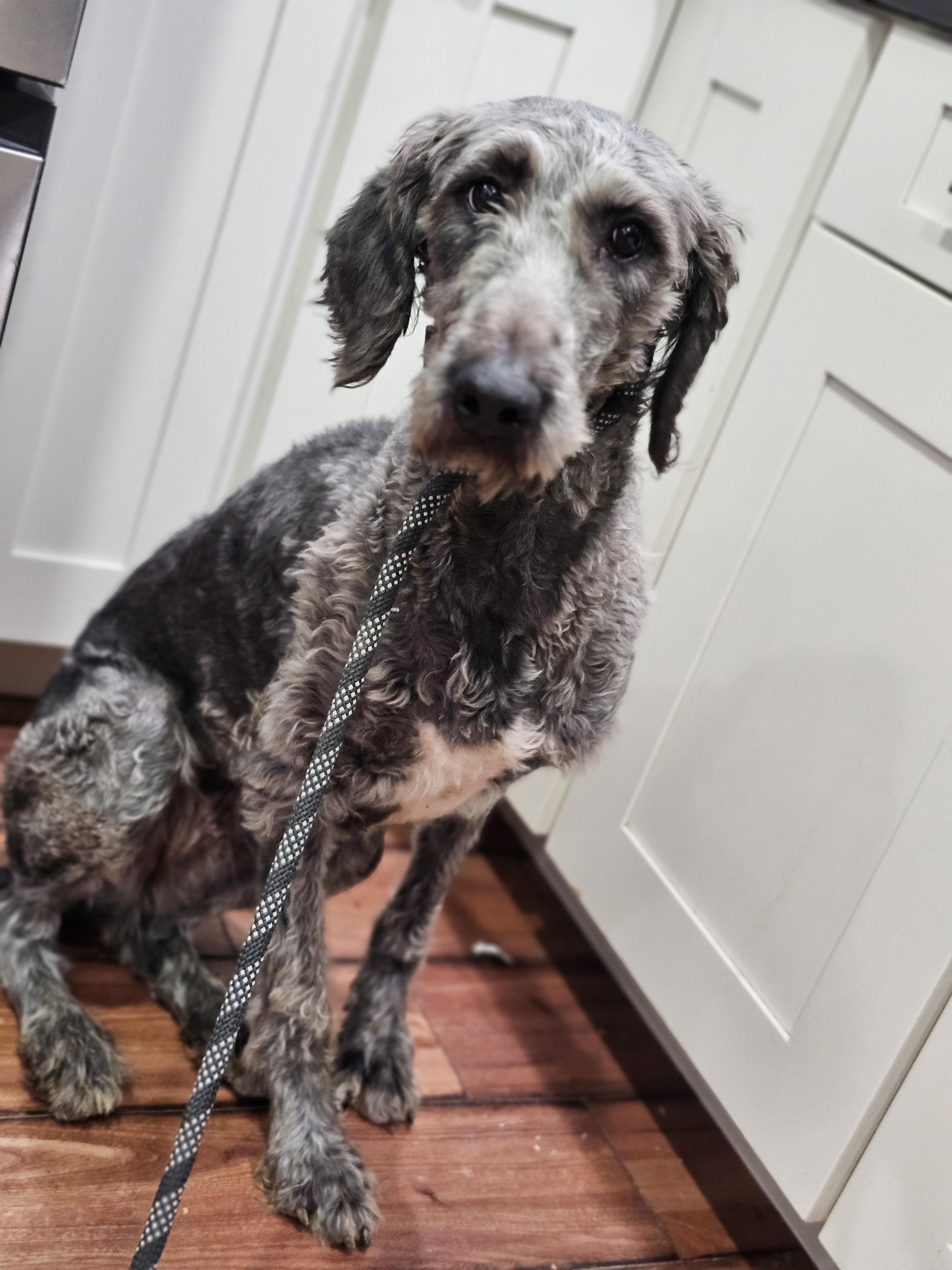 Cola, an adoptable Aussiedoodle in O Fallon, IL, 62269 | Photo Image 6