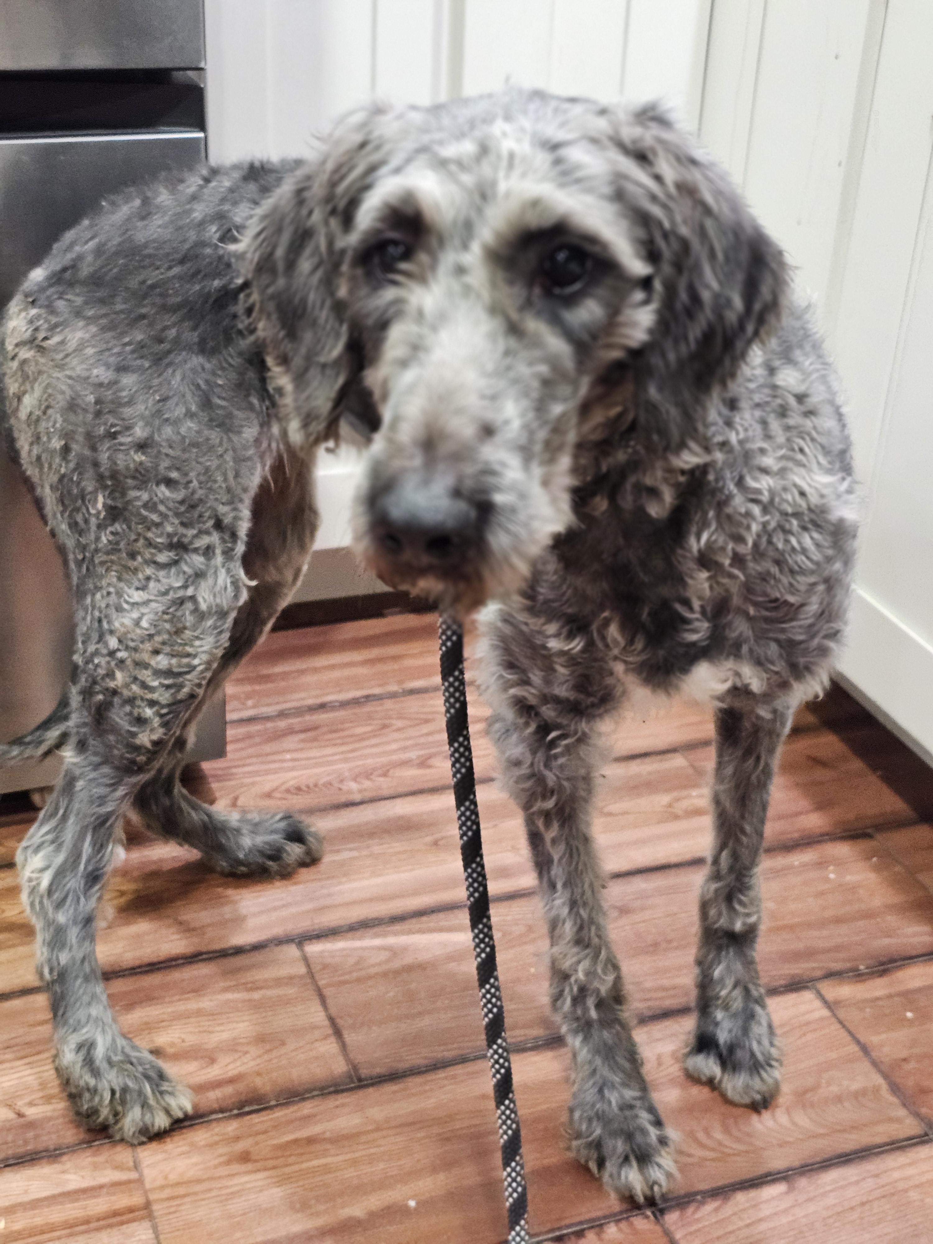 Cola, an adoptable Aussiedoodle in O Fallon, IL, 62269 | Photo Image 5
