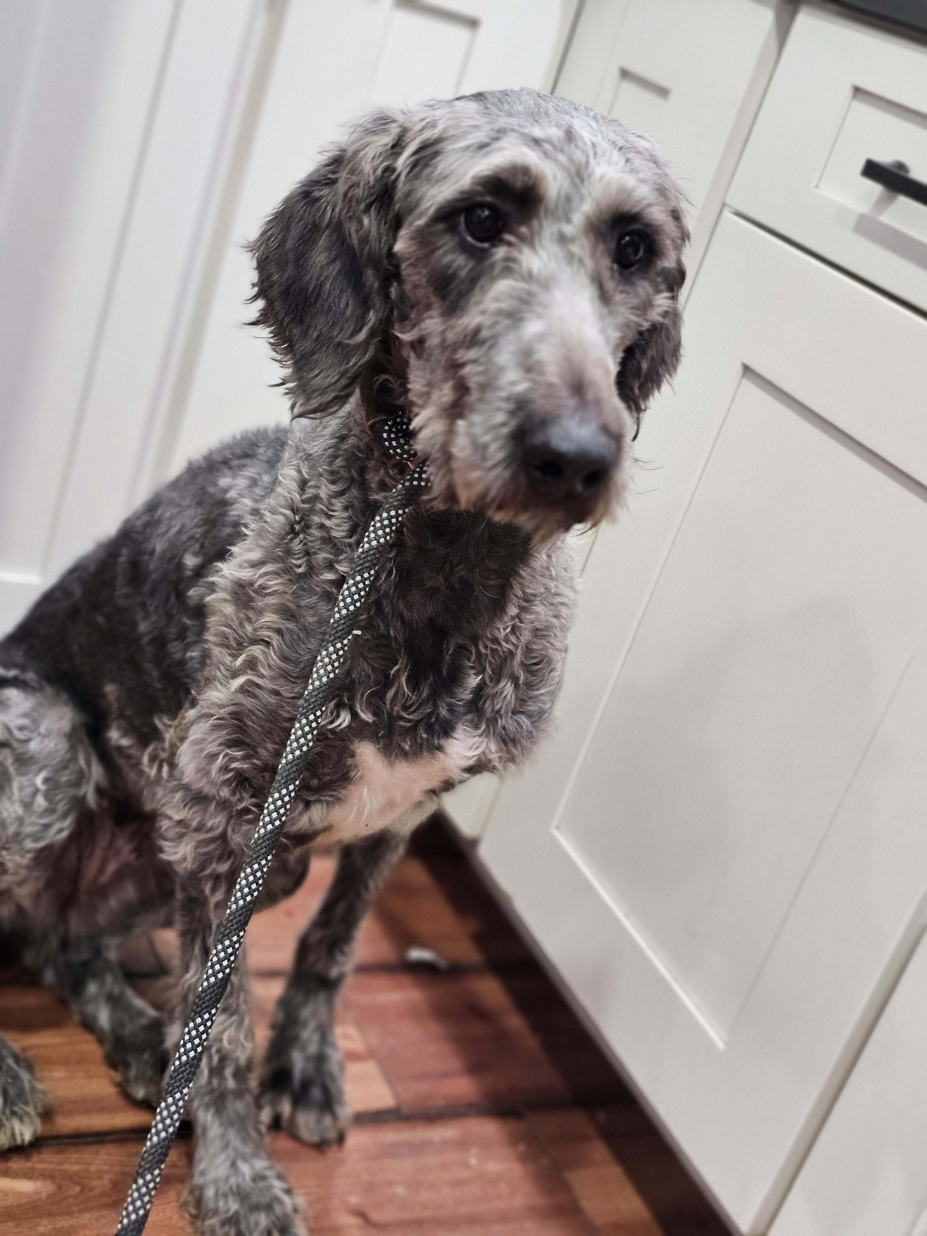 Cola, an adoptable Aussiedoodle in O Fallon, IL, 62269 | Photo Image 4