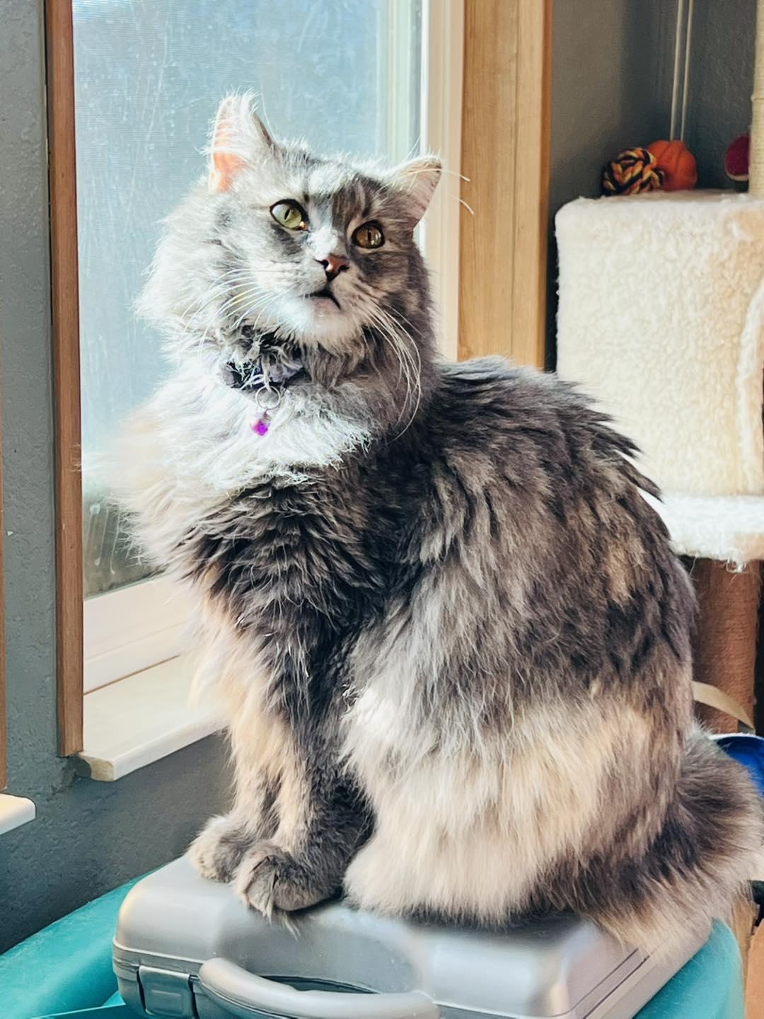 Florita, ADOPTABLE, Adult Female Domestic Long Hair & Dilute Tortoiseshell.