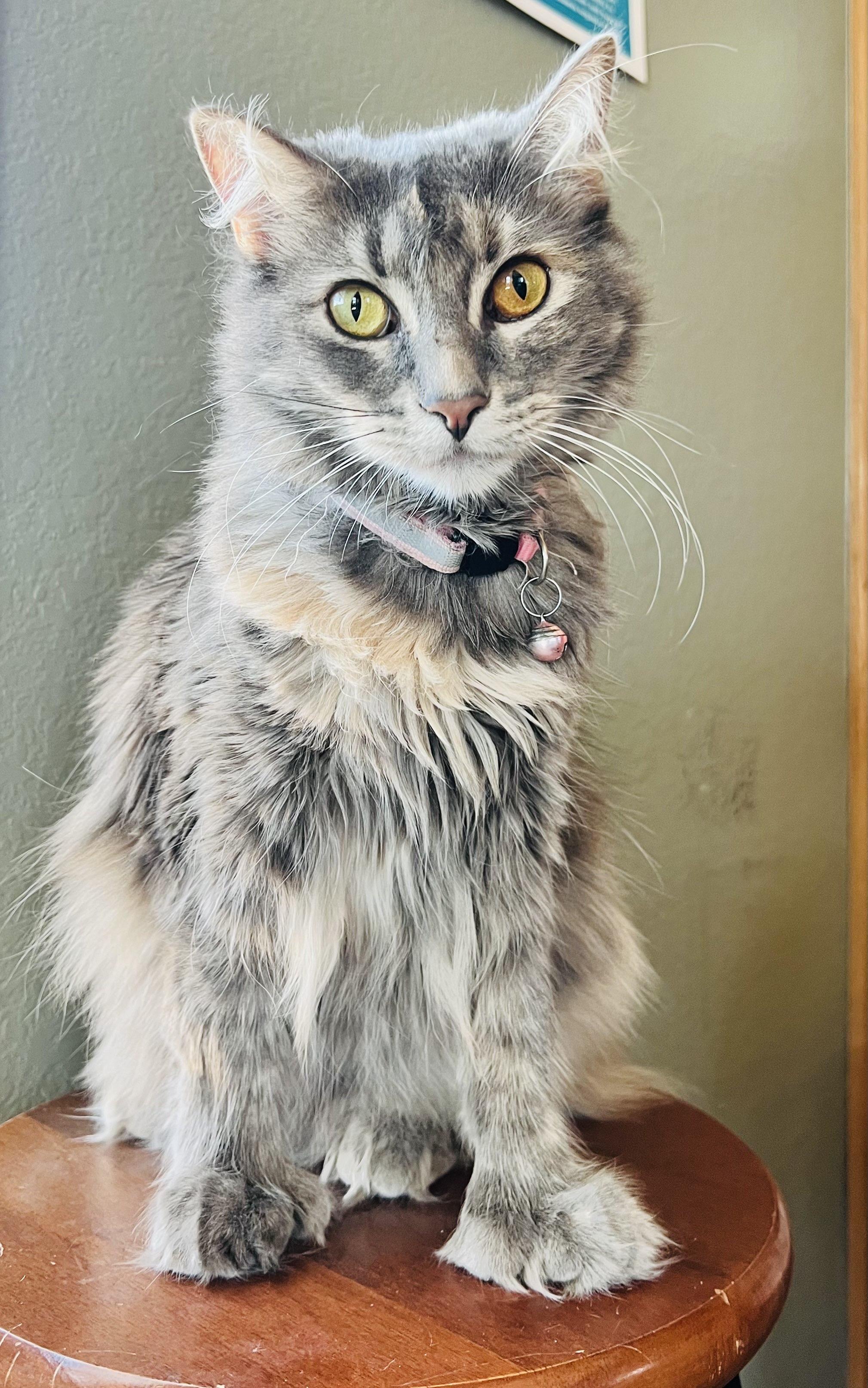 Enlarge Florita, a ADOPTABLE mixed breed in Deming, NM image 2/2