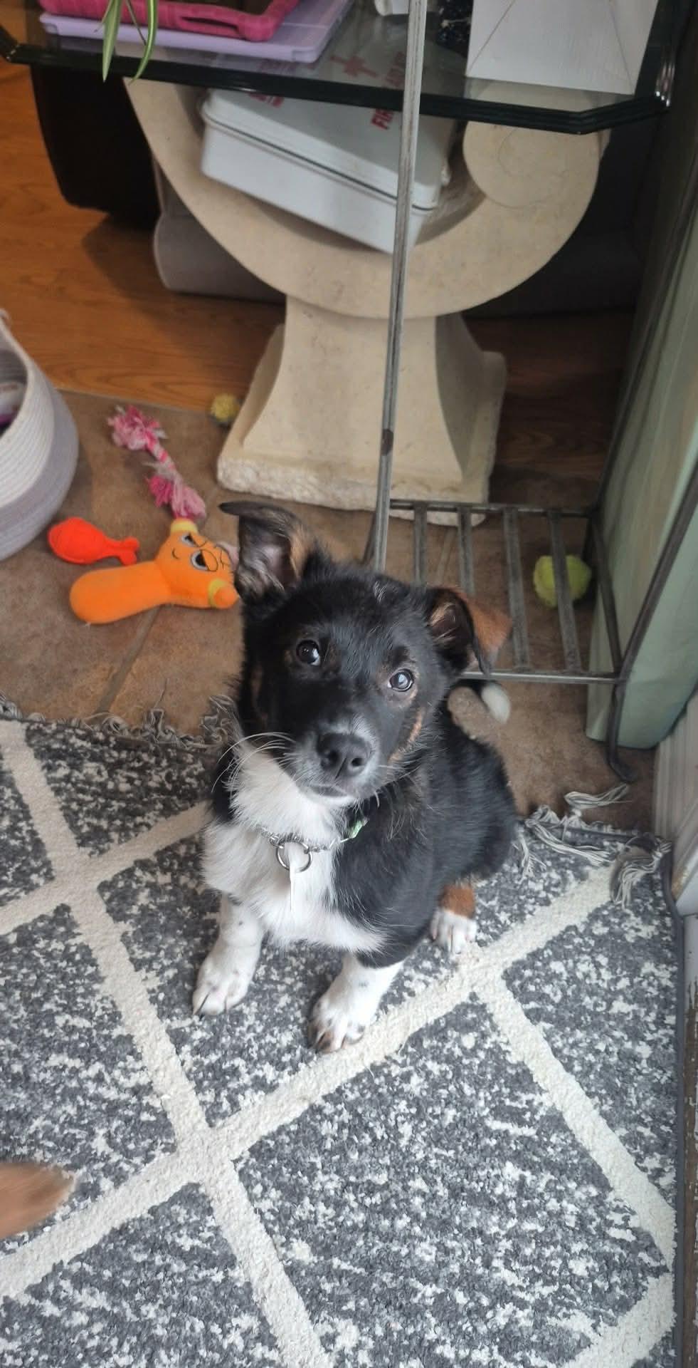 Eleven , a ADOPTABLE mixed breed in Hamilton, ON image 4/6