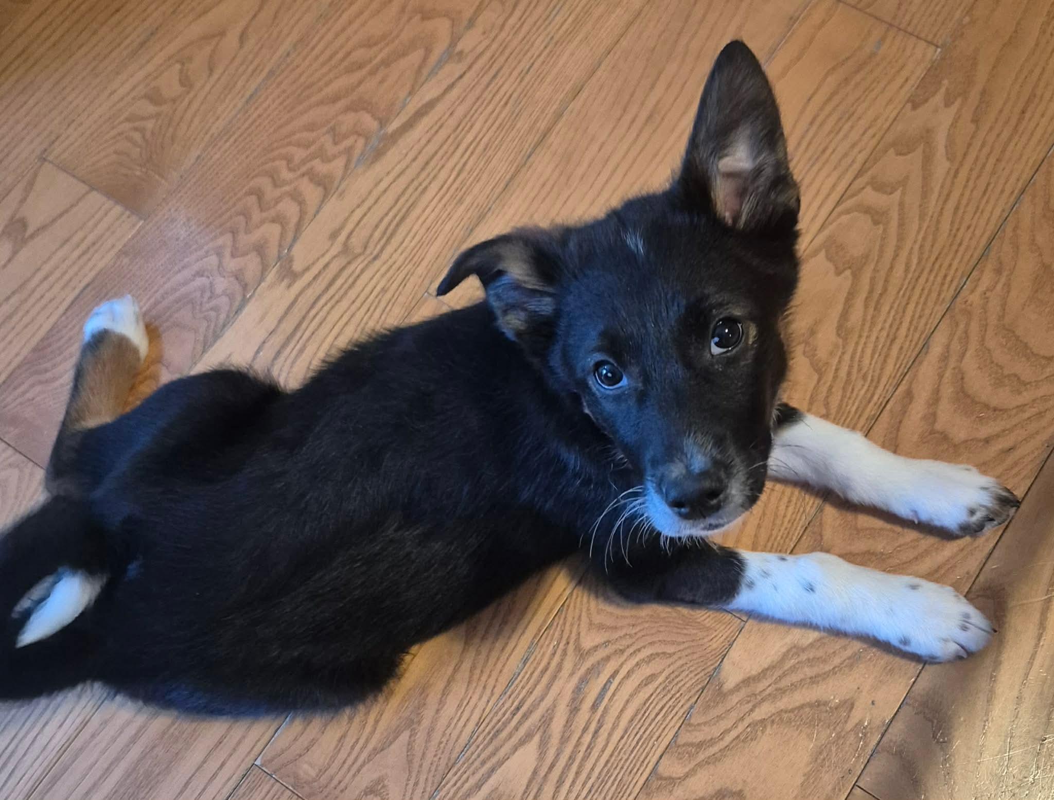 Eleven , a ADOPTABLE mixed breed in Hamilton, ON image 3/6