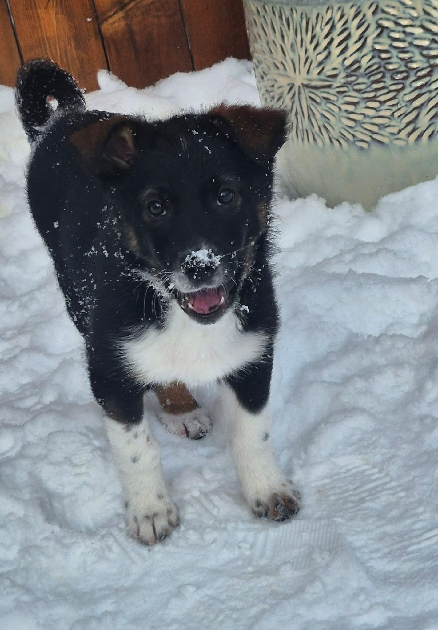 Eleven , a ADOPTABLE mixed breed in Hamilton, ON image 2/6