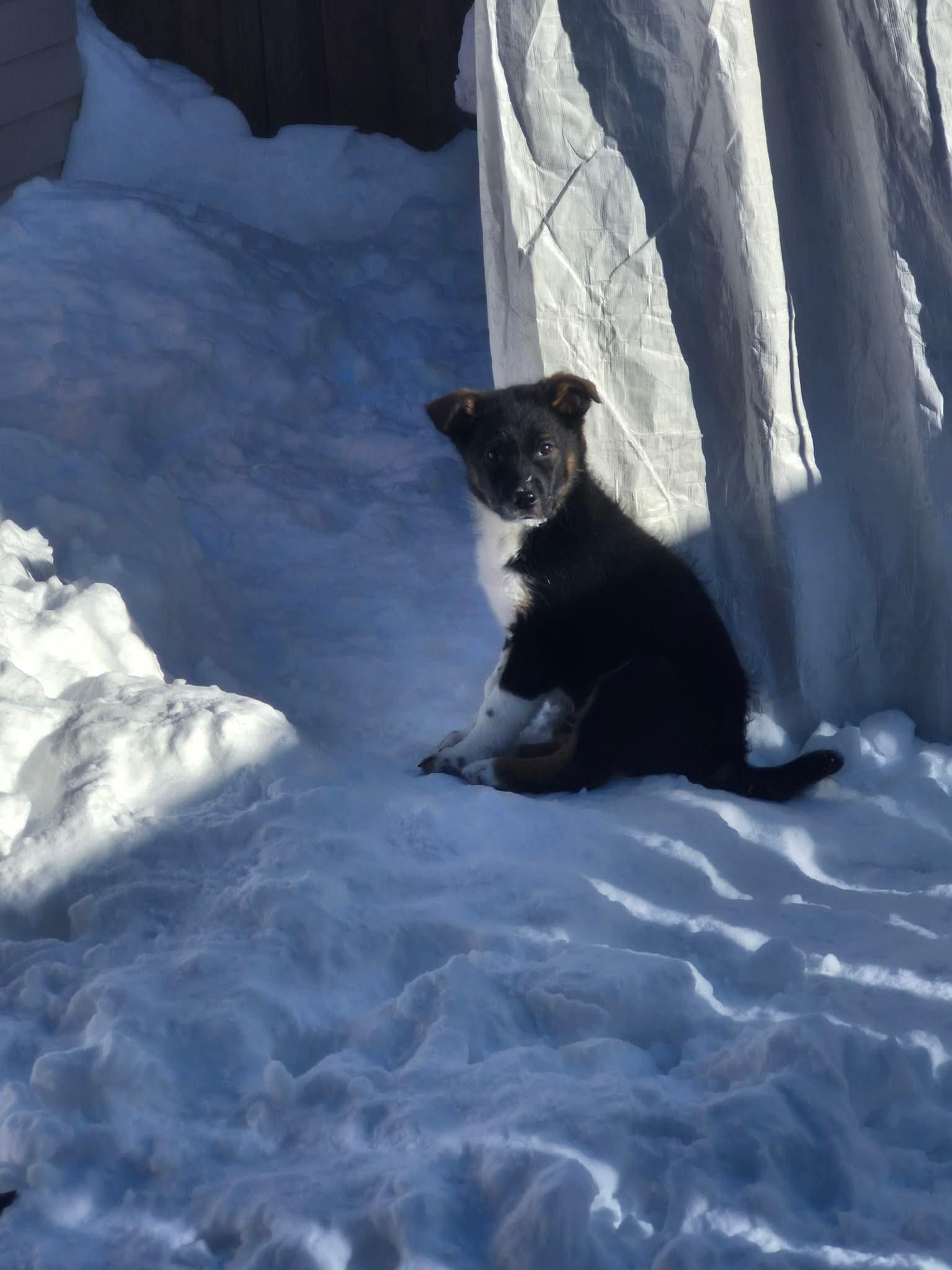 Eleven , a ADOPTABLE mixed breed in Hamilton, ON image 1/6