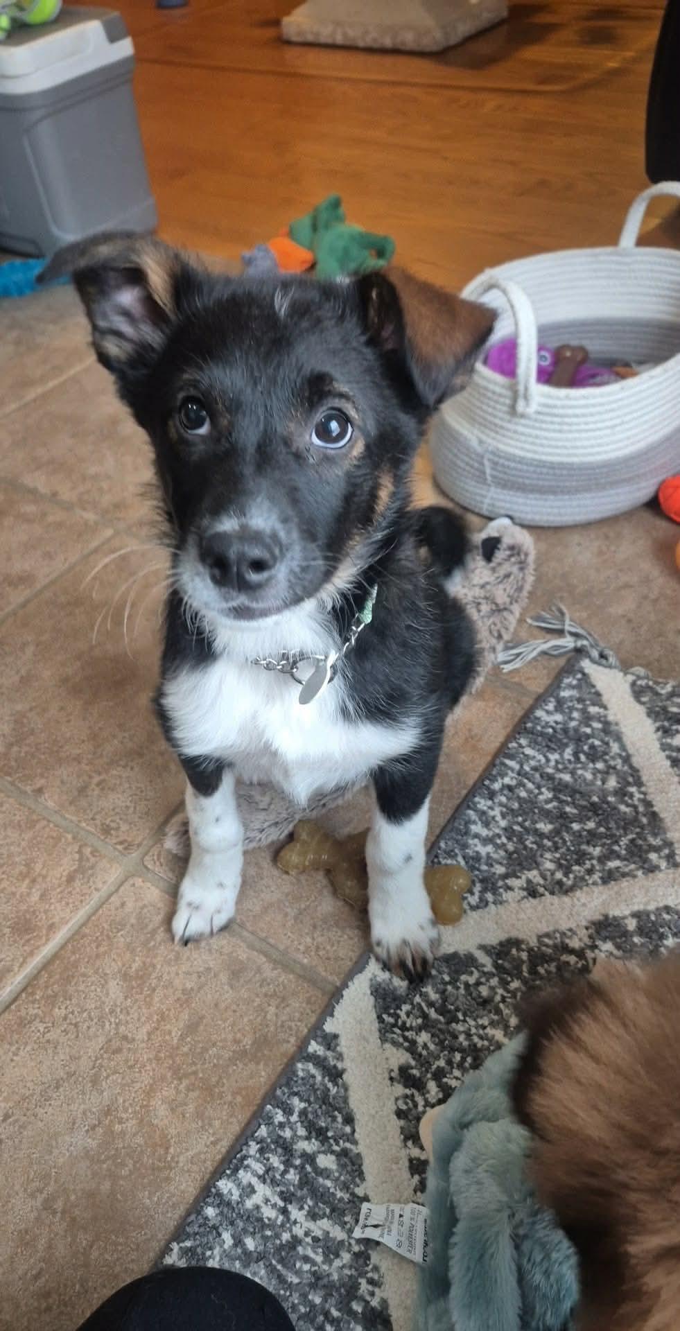 Eleven , a ADOPTABLE mixed breed in Hamilton, ON image 6/6