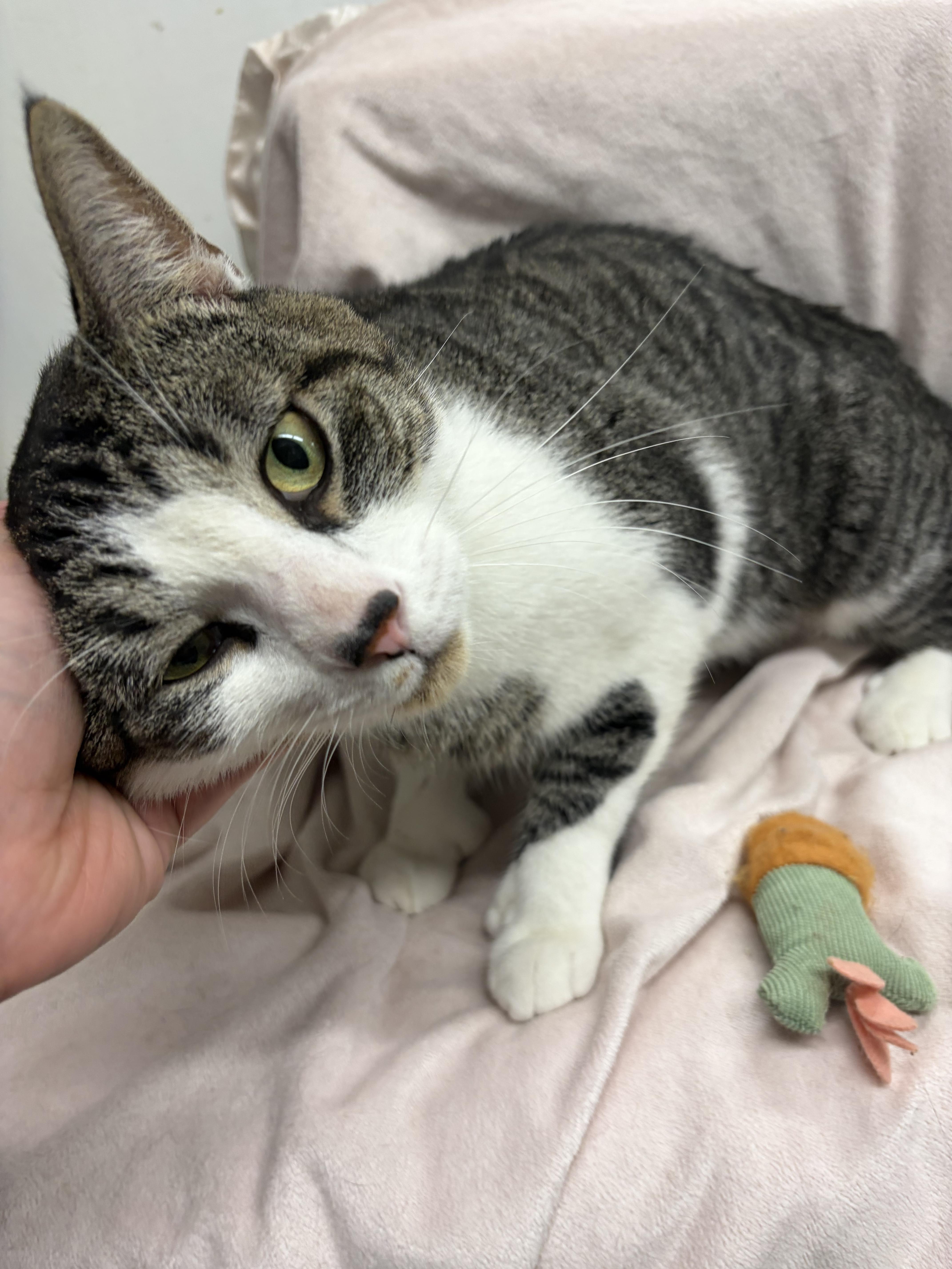 Mister, adopted, Adult Male Domestic Short Hair.
