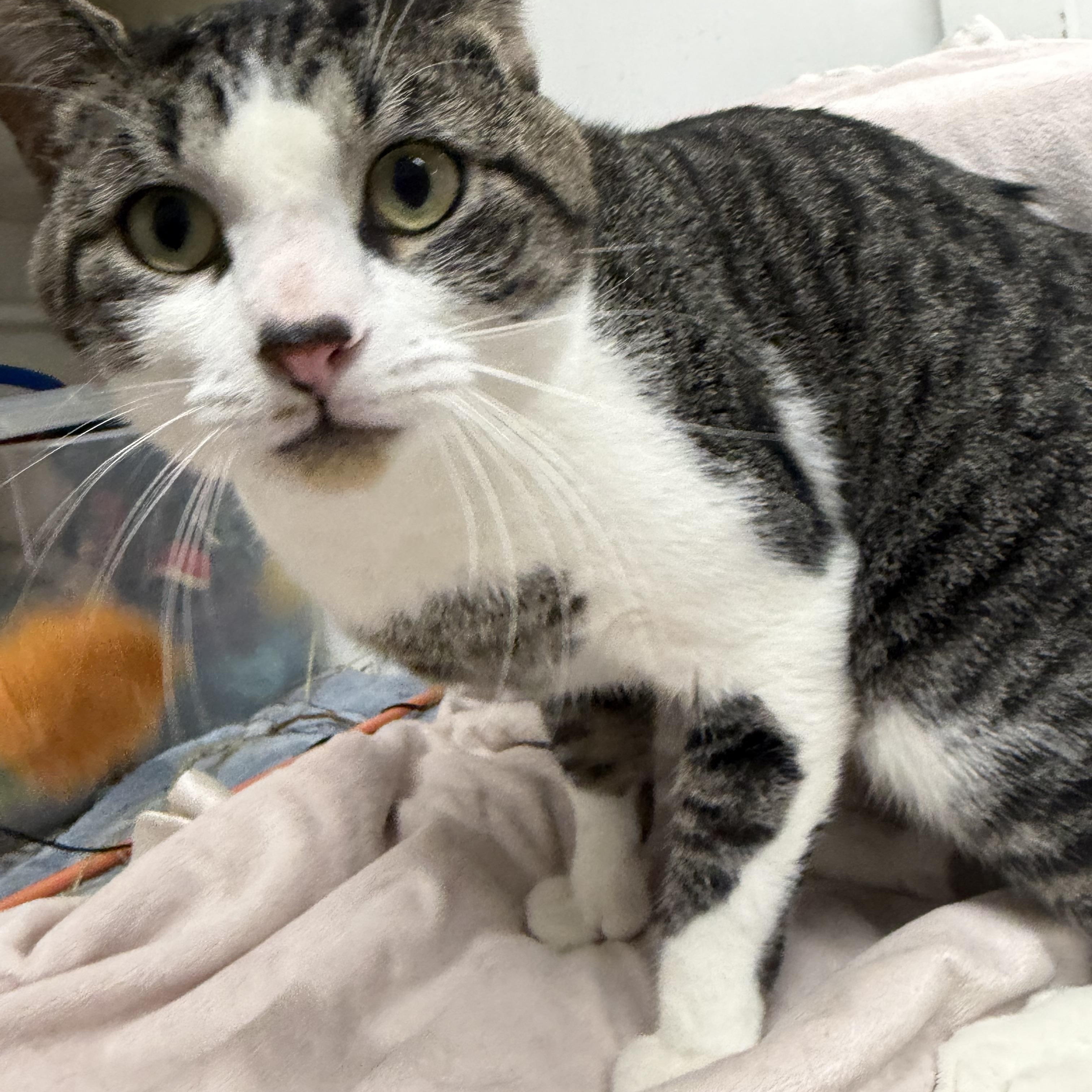 Enlarge Mister, an adopted Domestic Short Hair in Mansfield, CT image 2/2